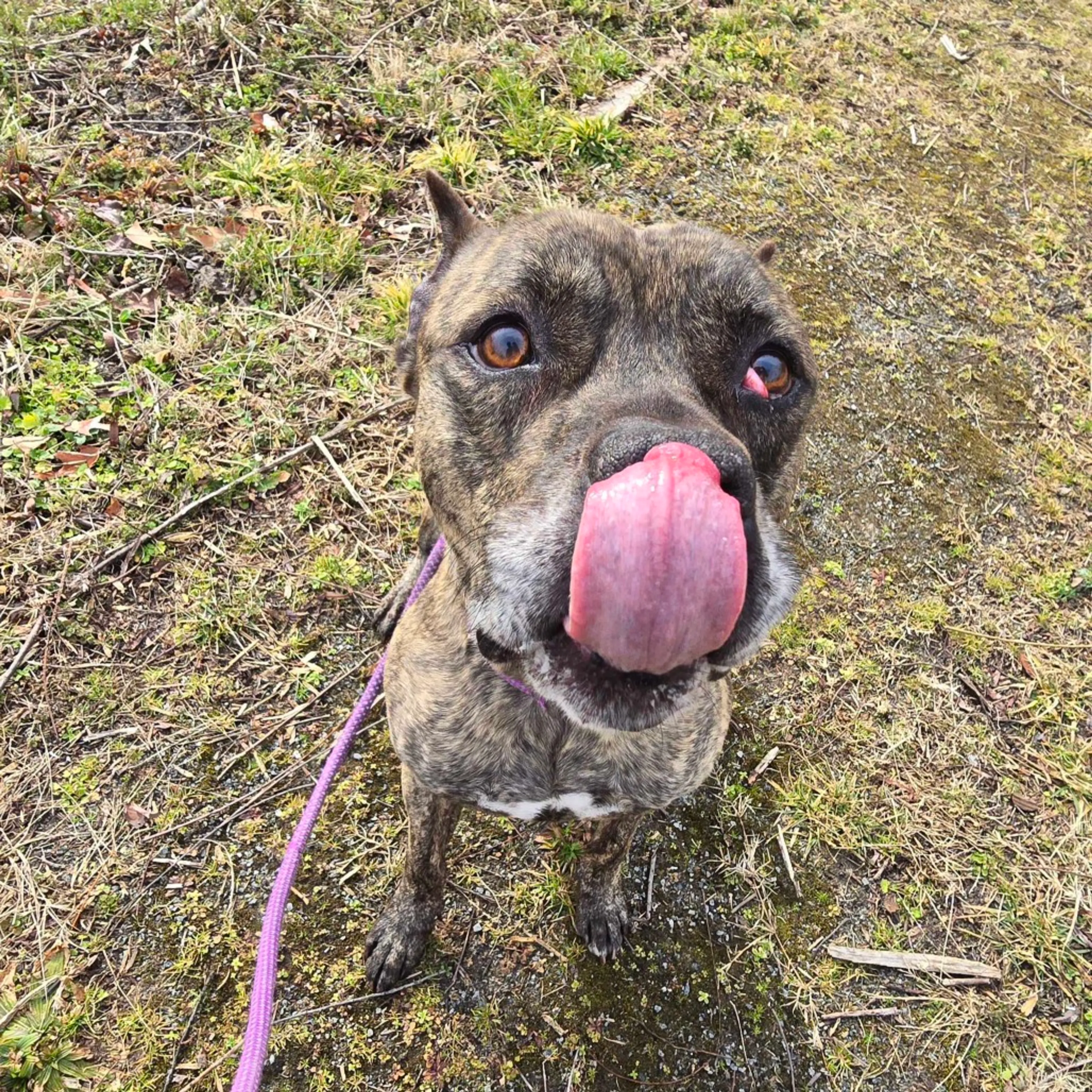 Found pet-2