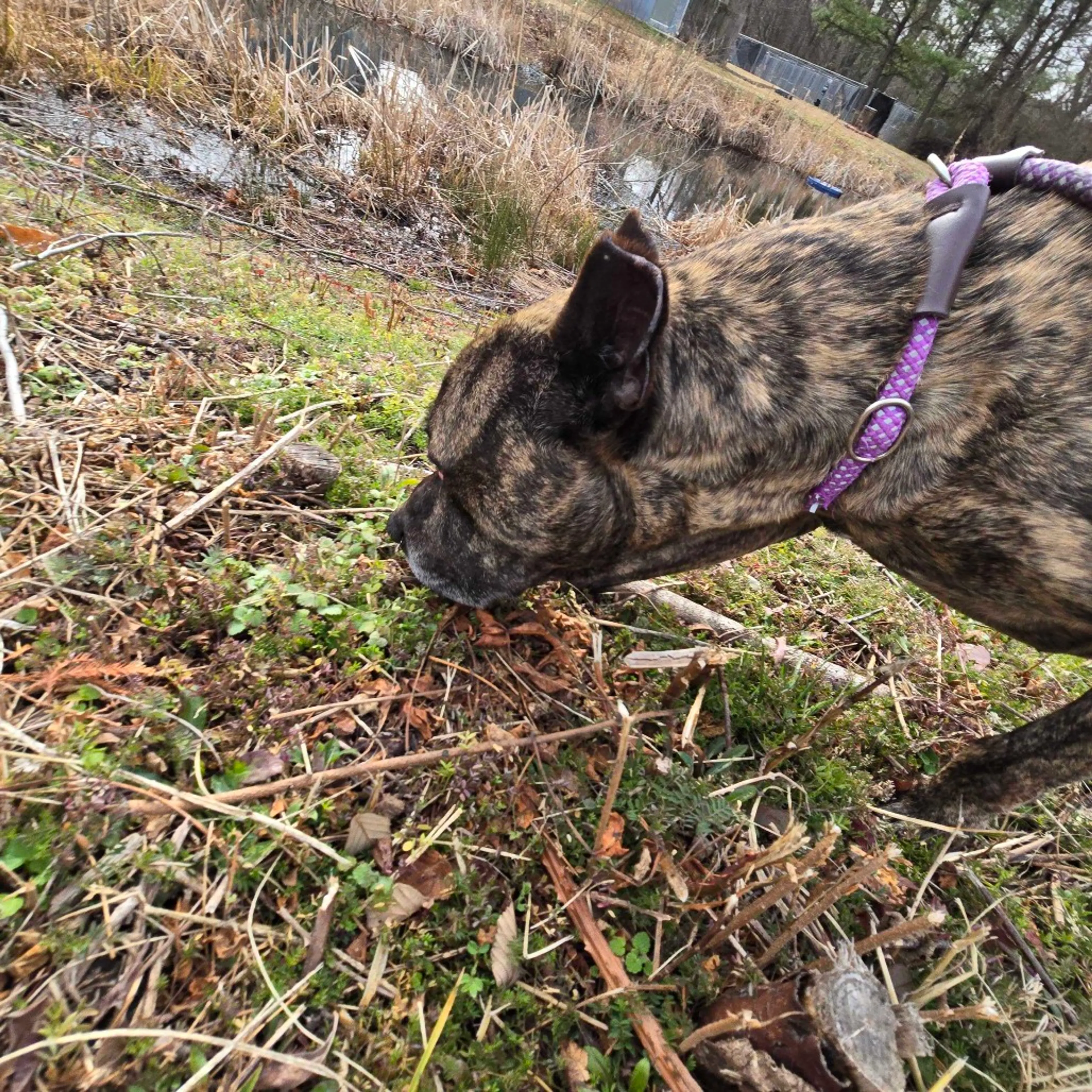 Found pet-3