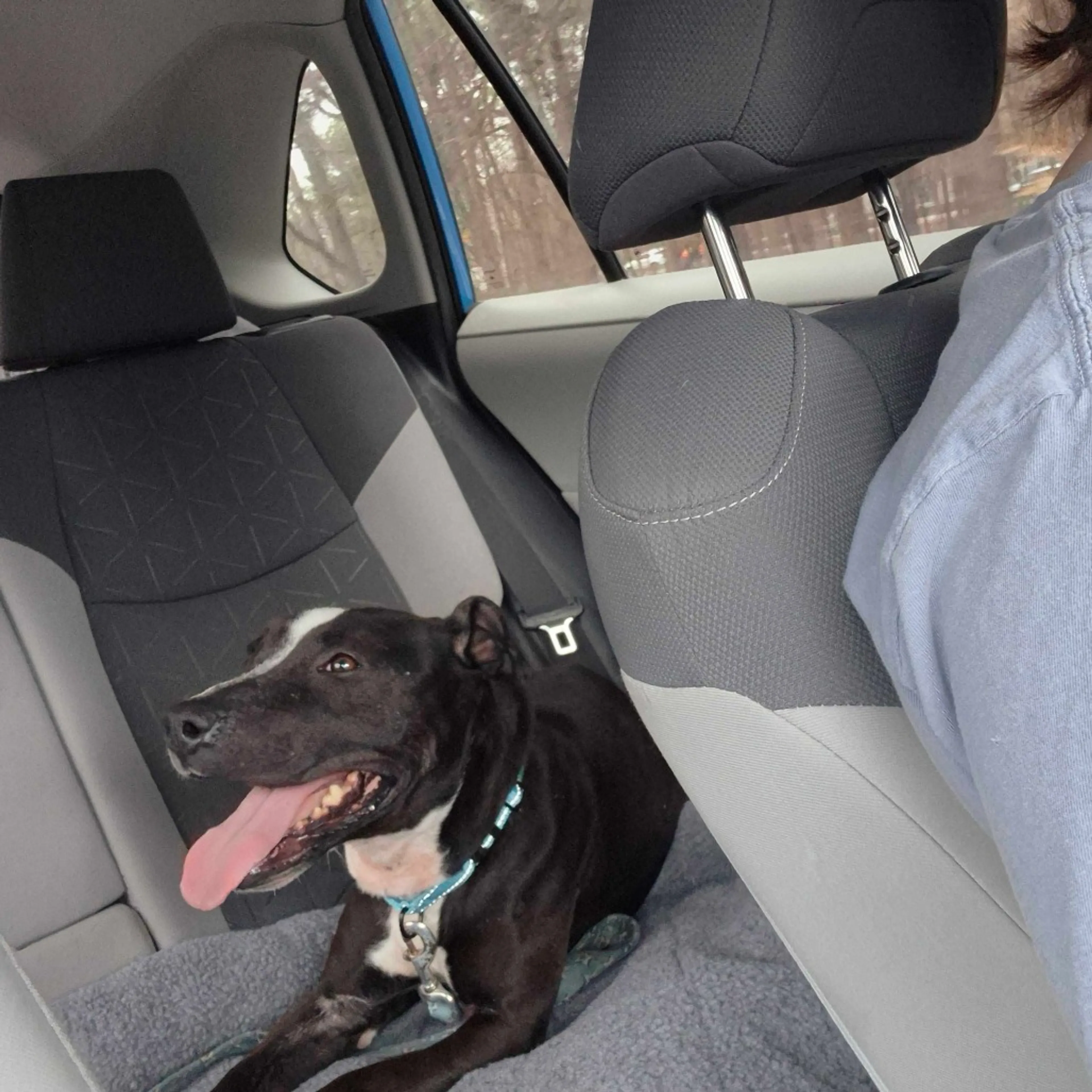 Found pet-3