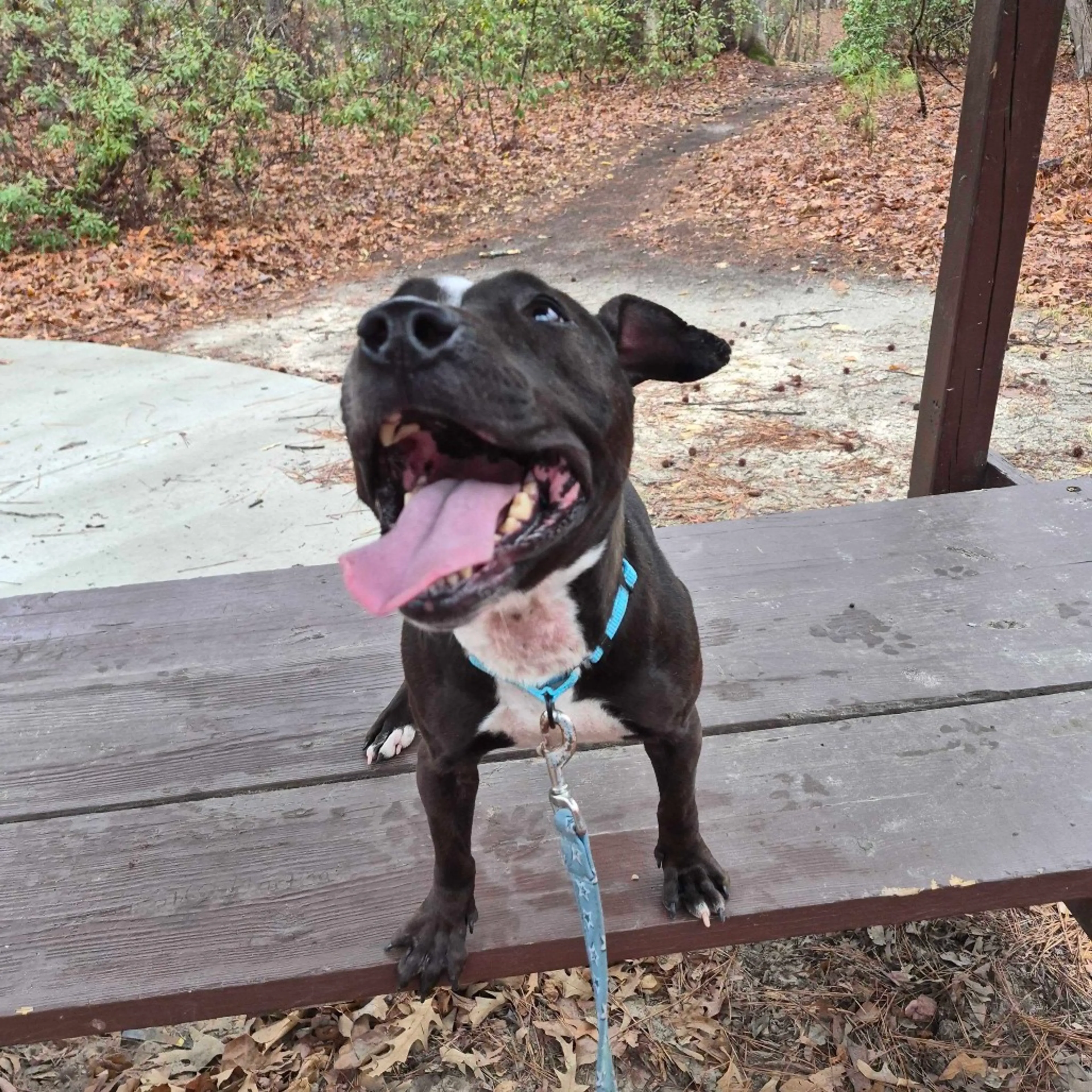 Found pet-2