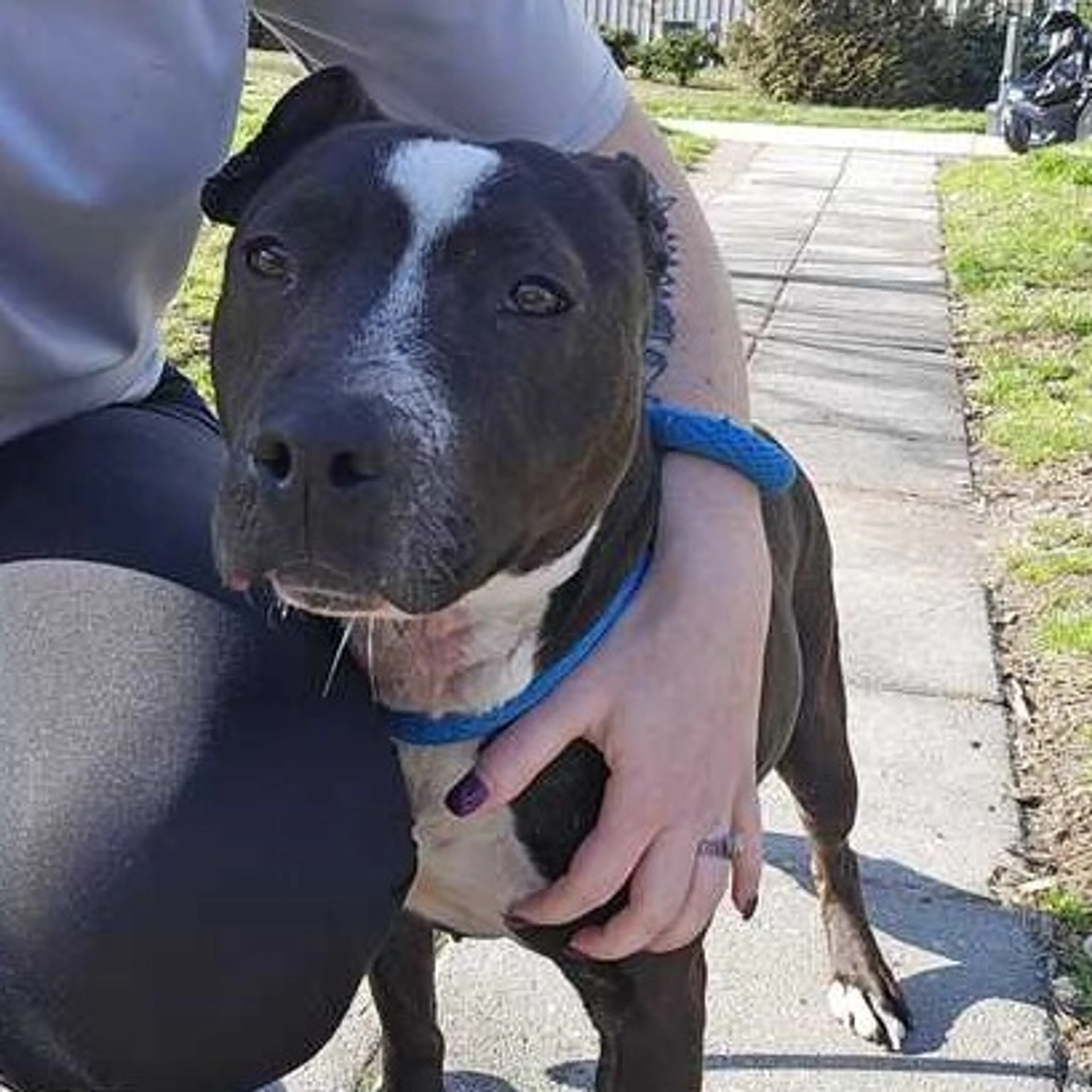 Found pet-1
