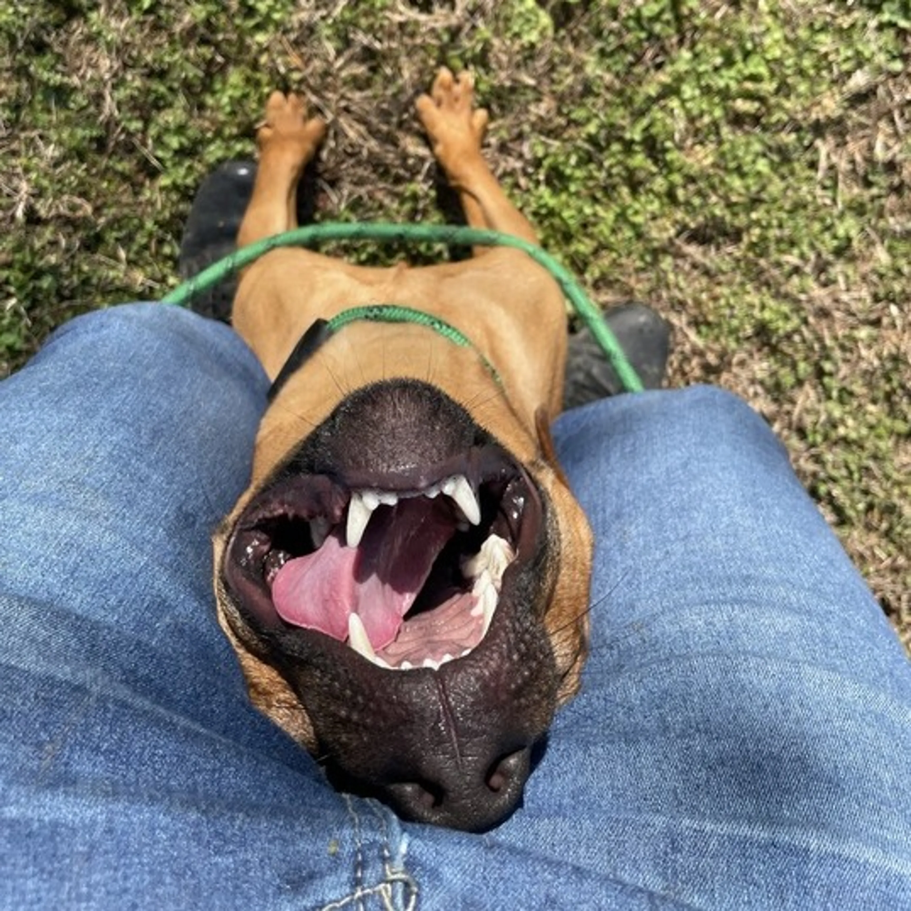 Found pet-3