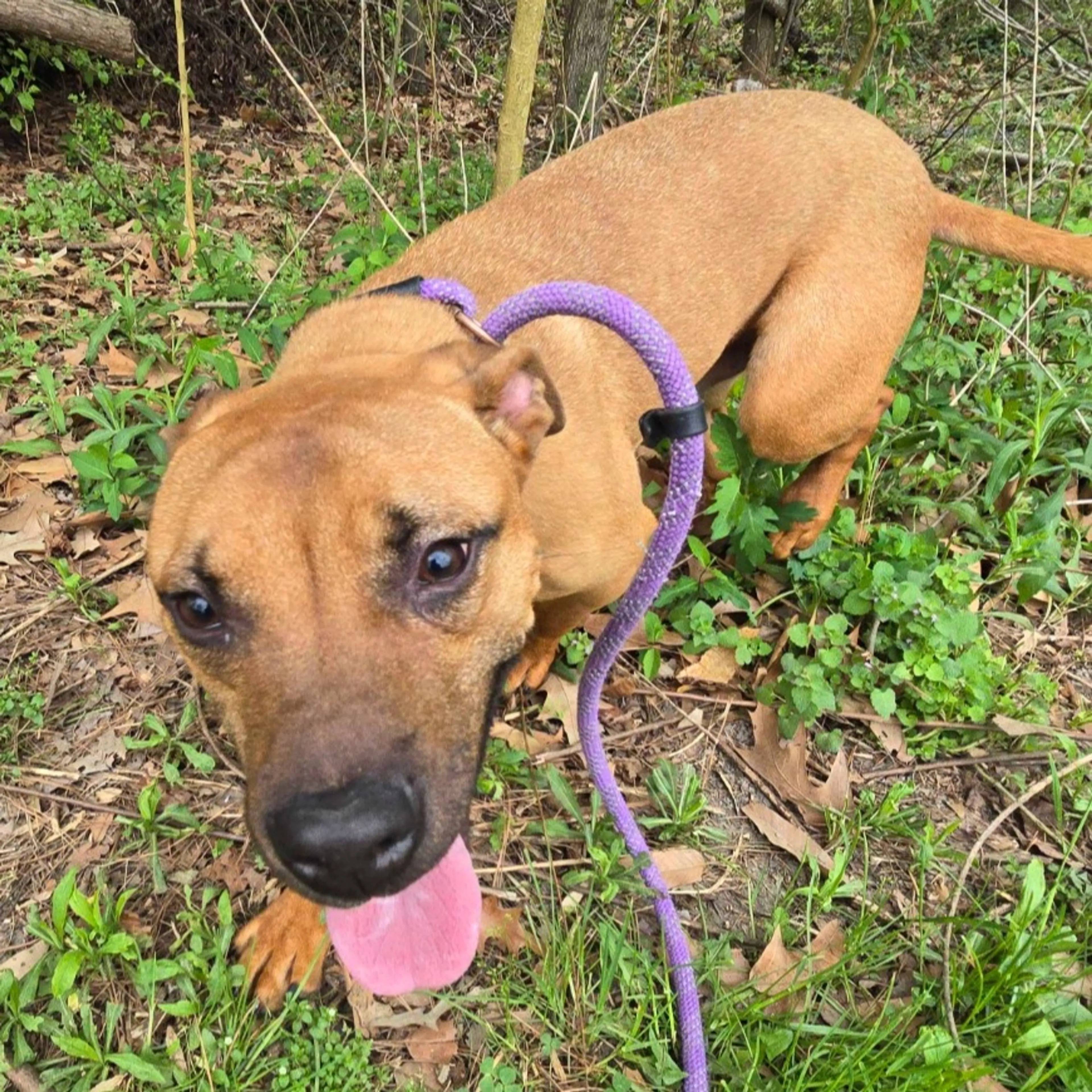 Found pet-2