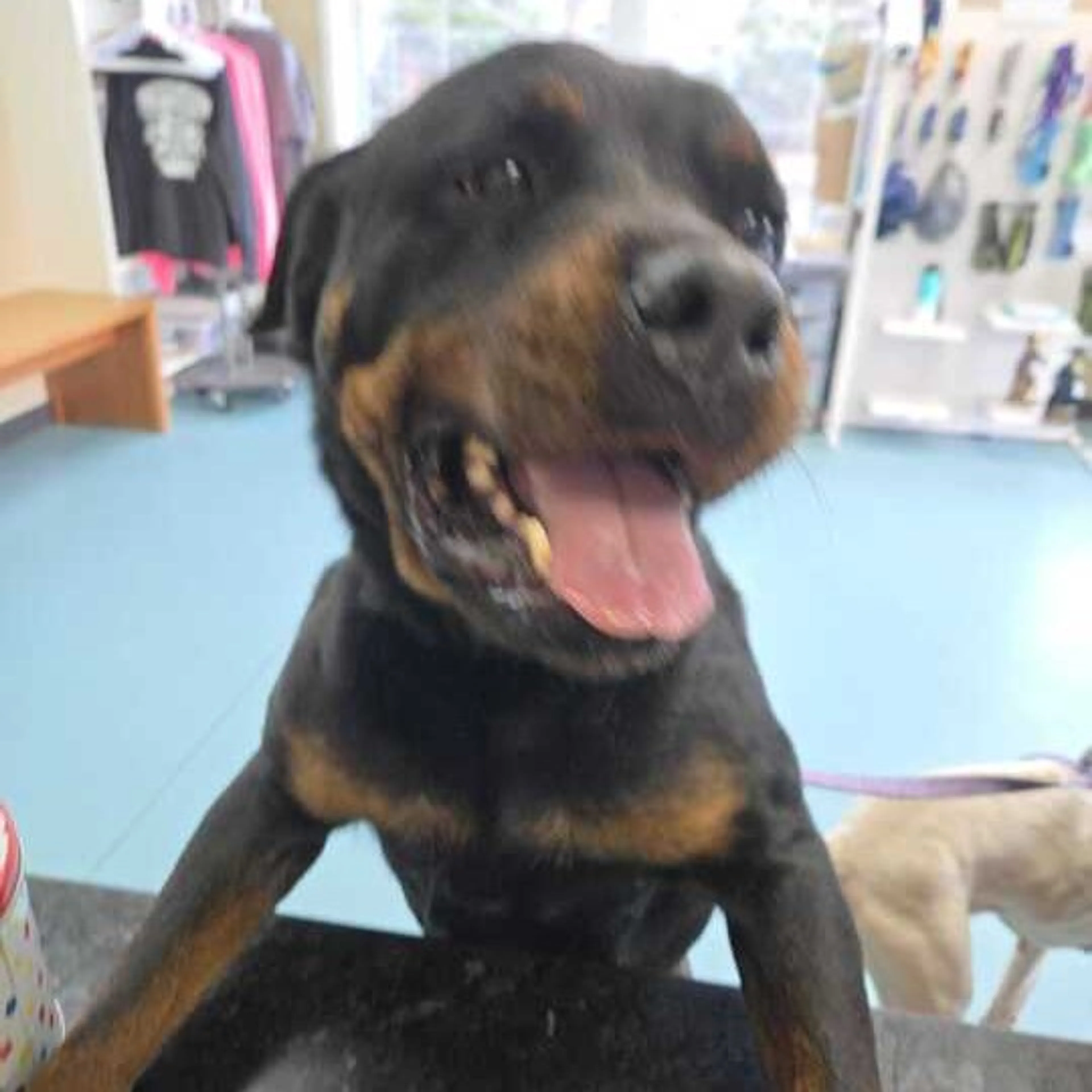 Found pet-1