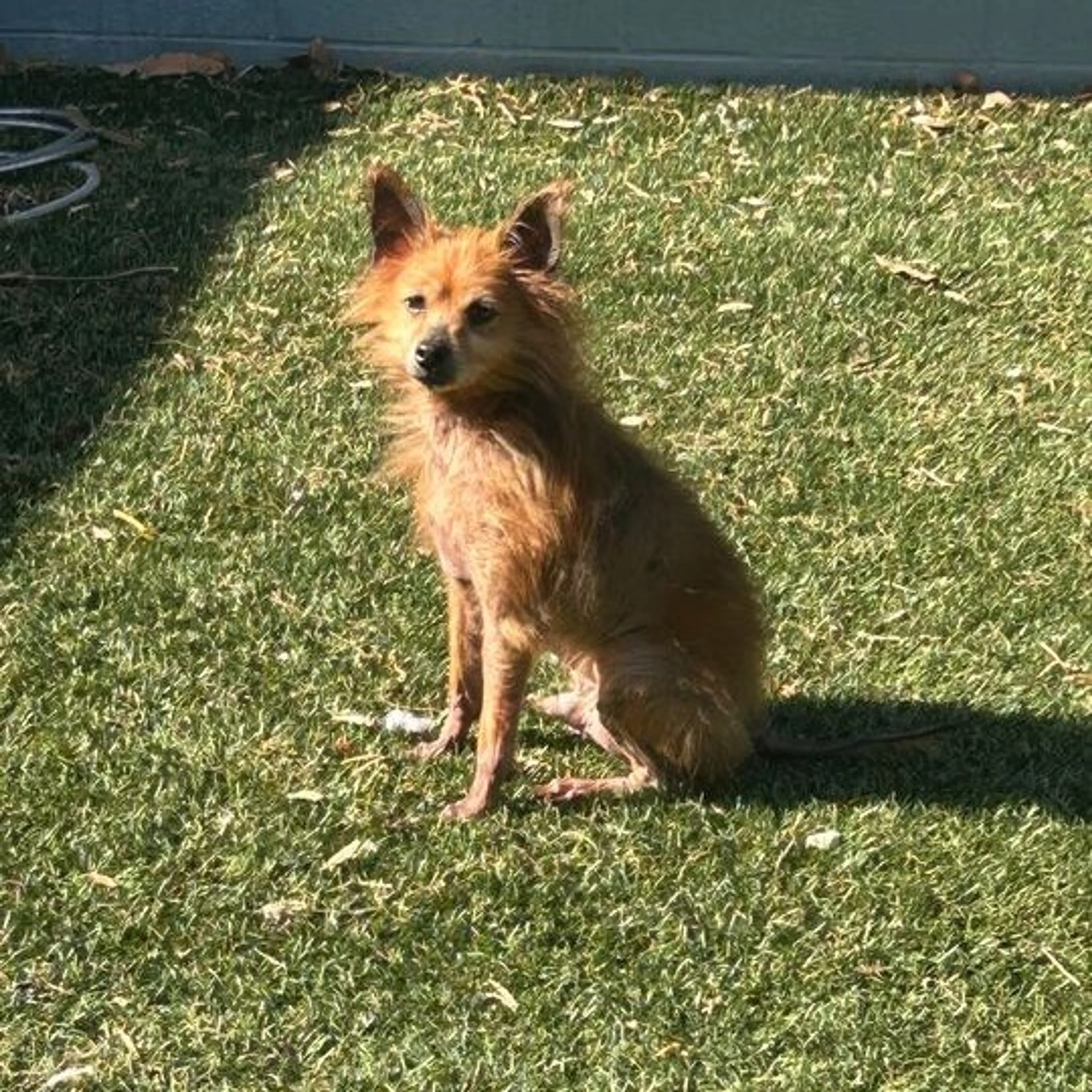 Found pet-3