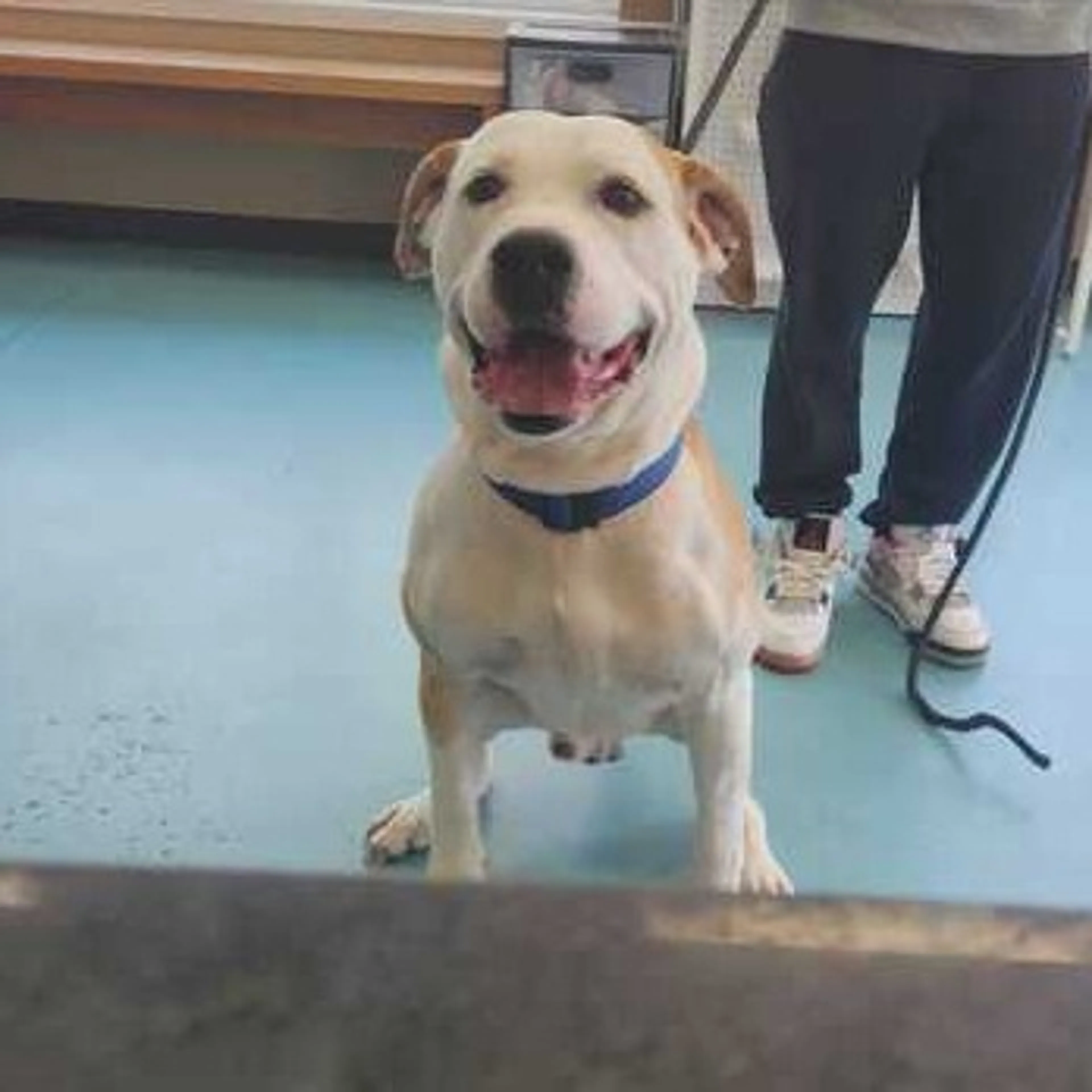 Found pet-3