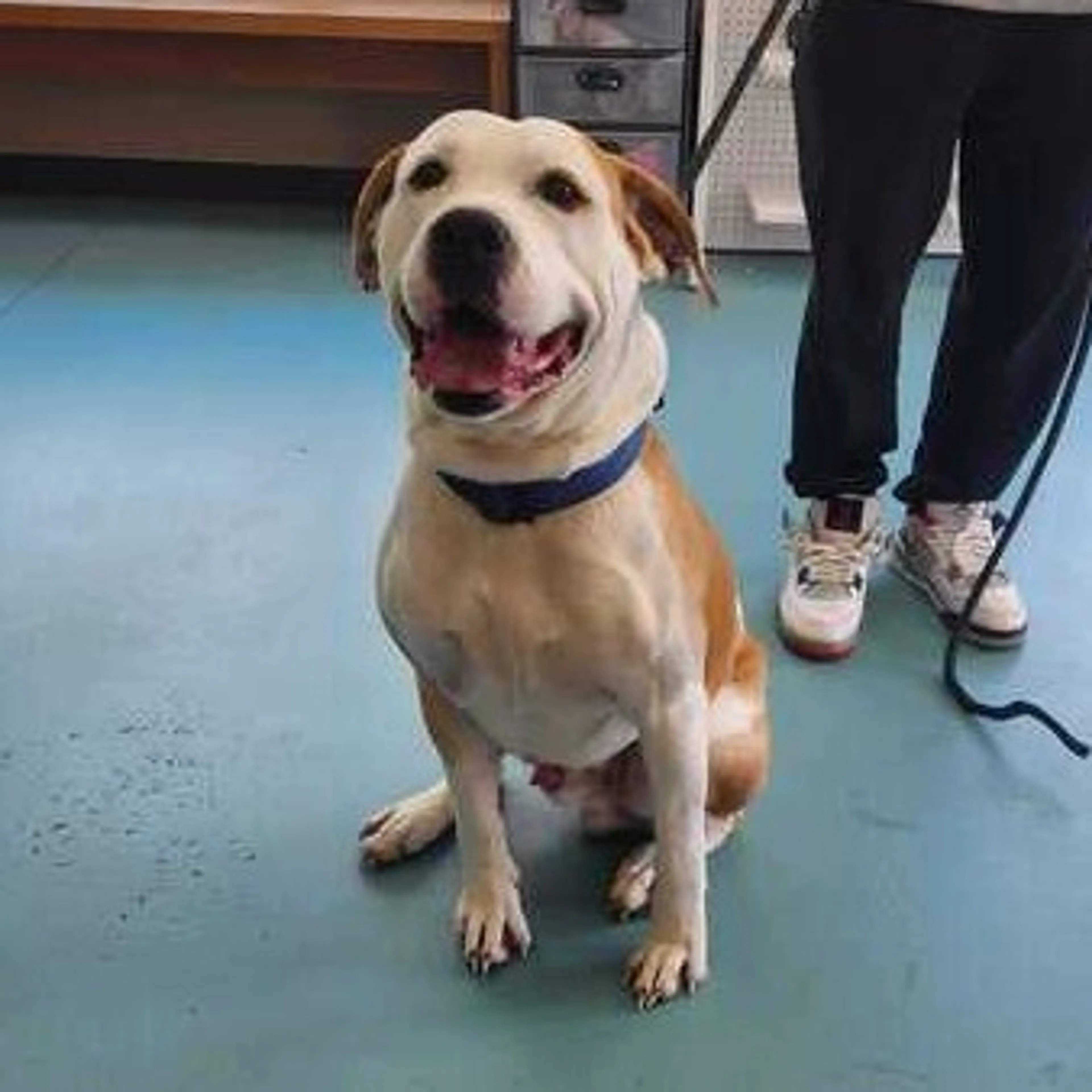 Found pet-1