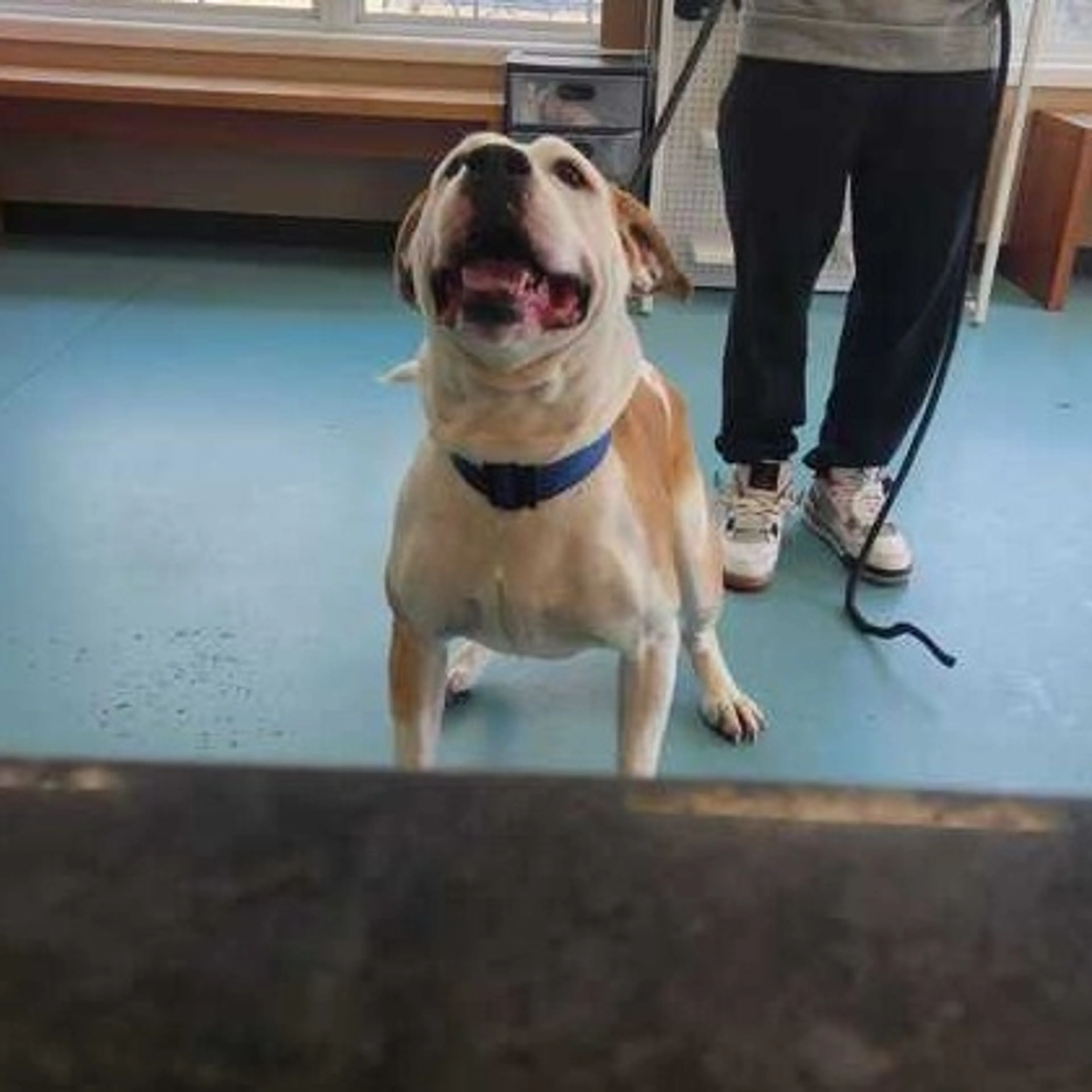 Found pet-2