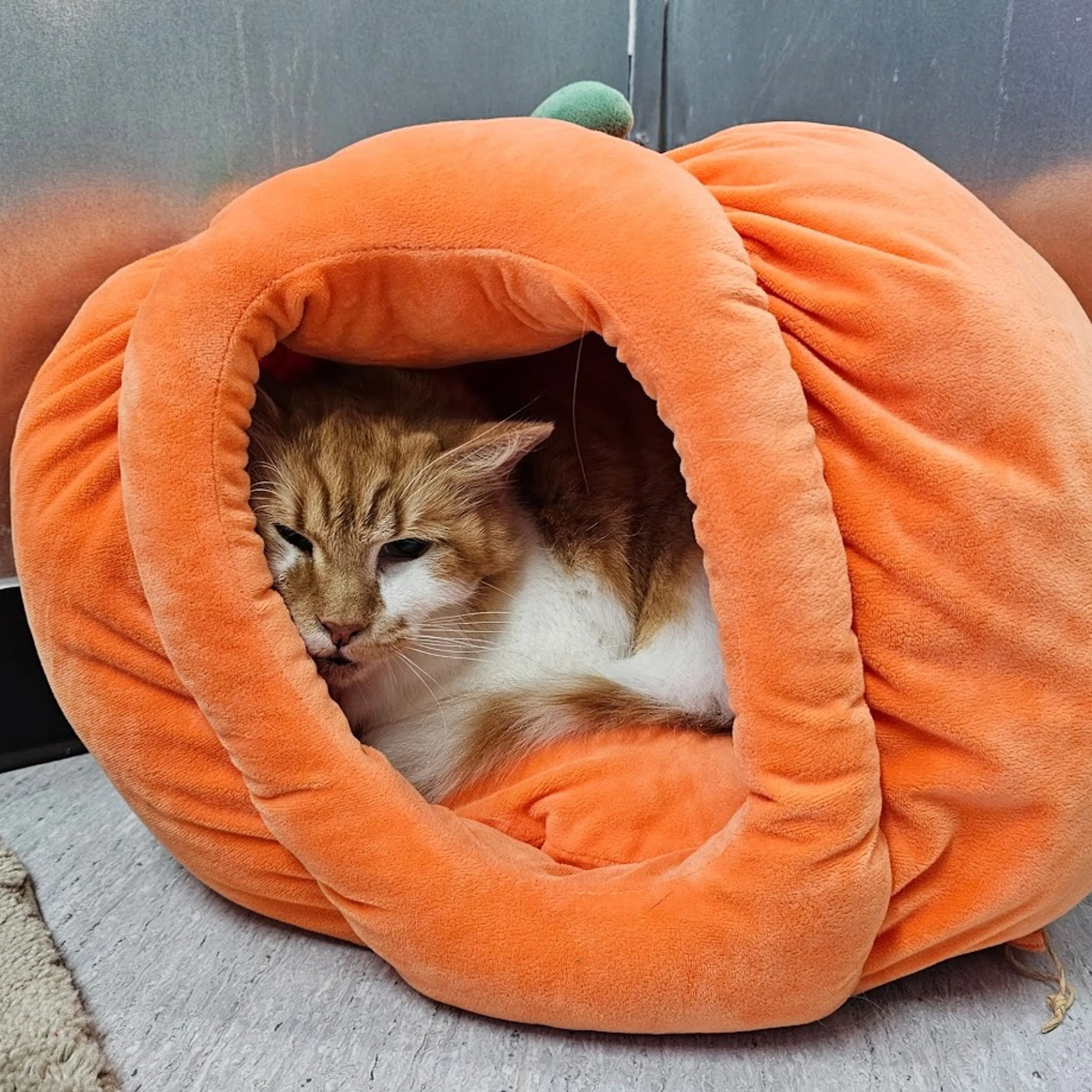 Found pet-0