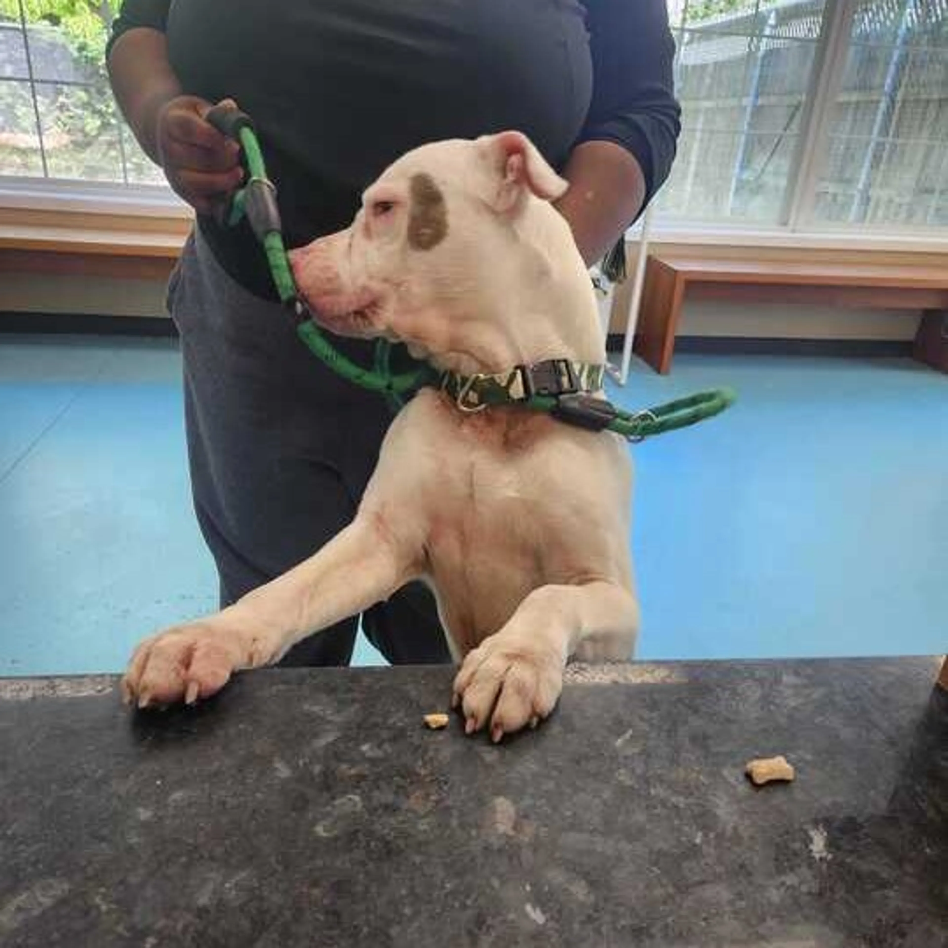 Found pet-2