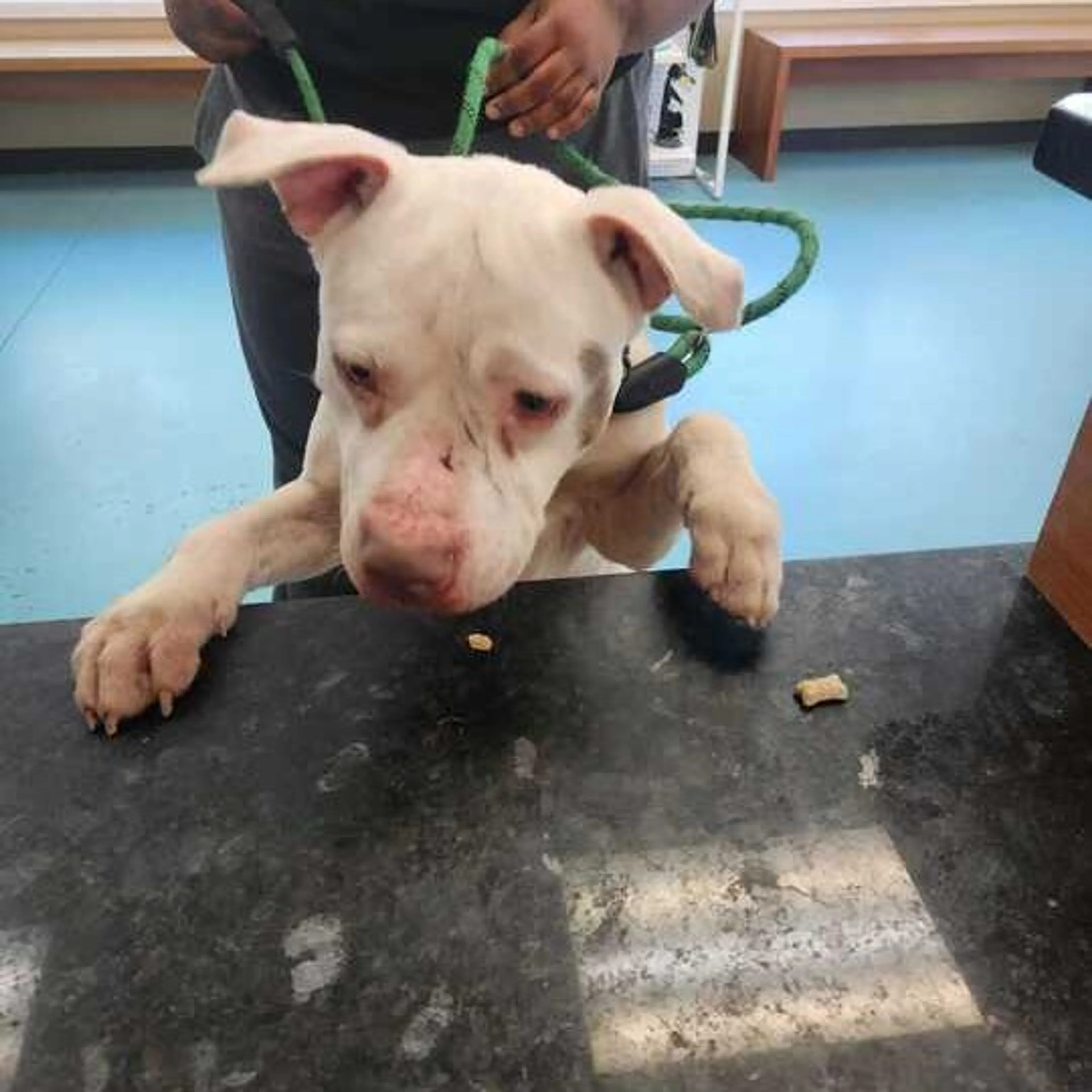 Found pet-3