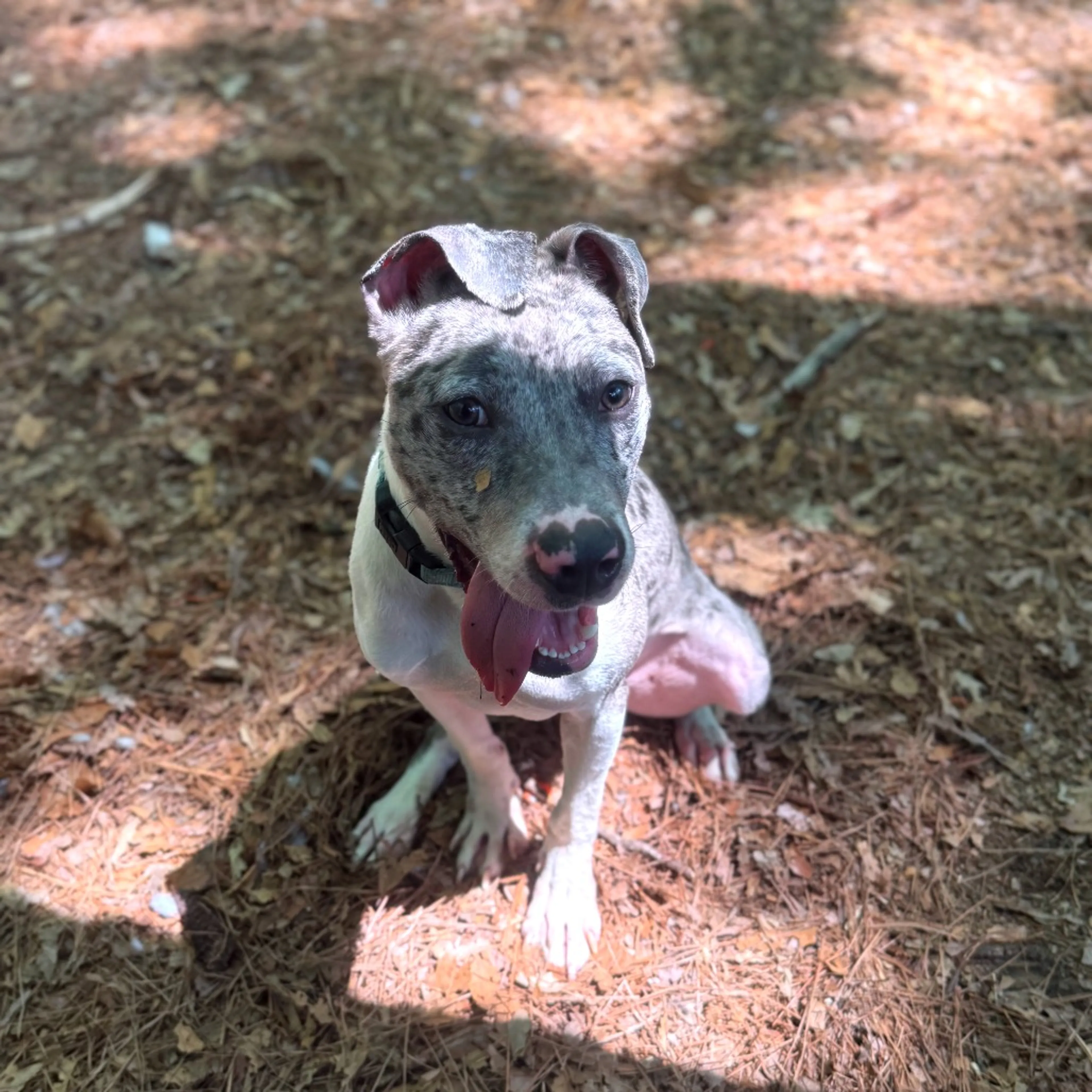 Found pet-3