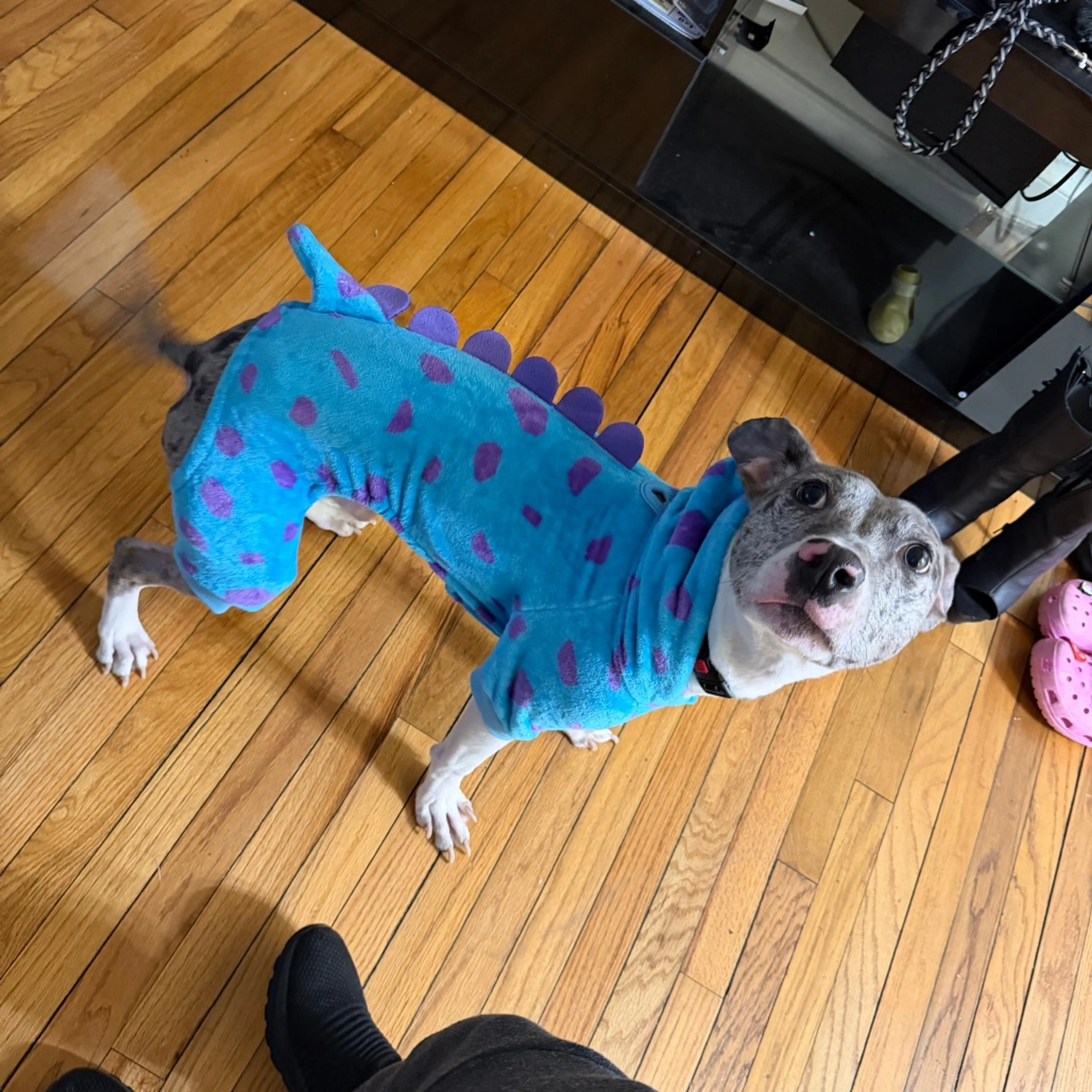 Found pet-1
