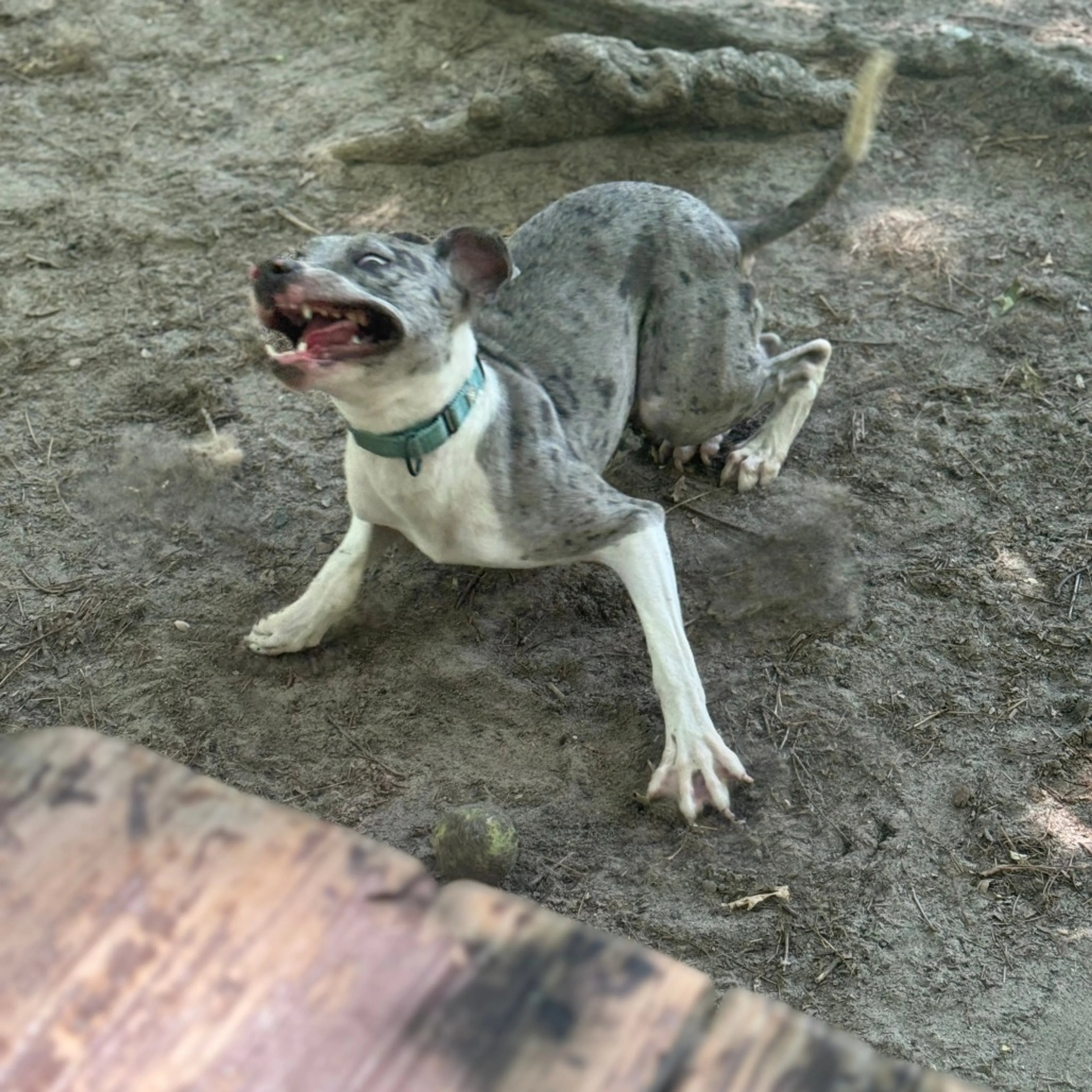 Found pet-5