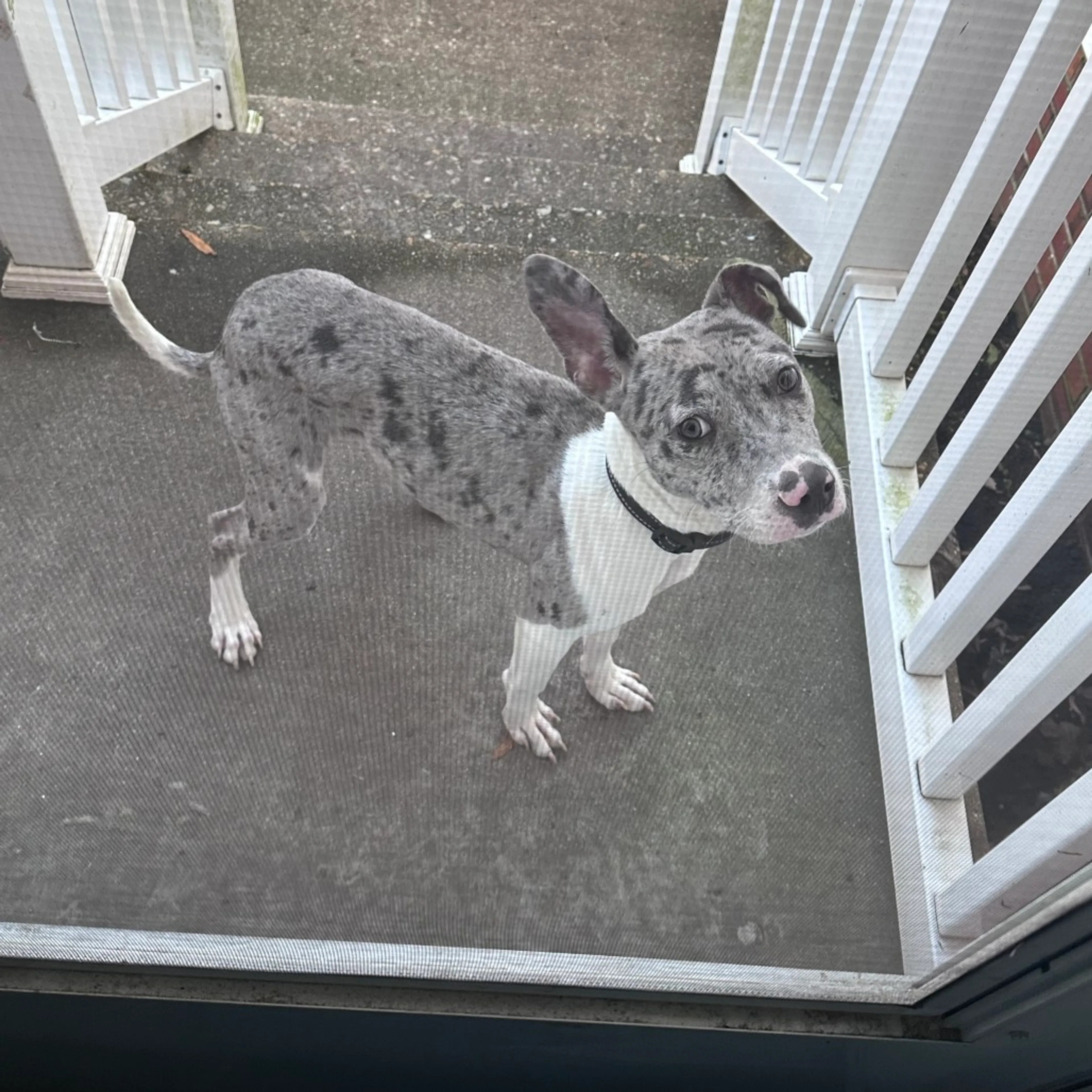 Found pet-2