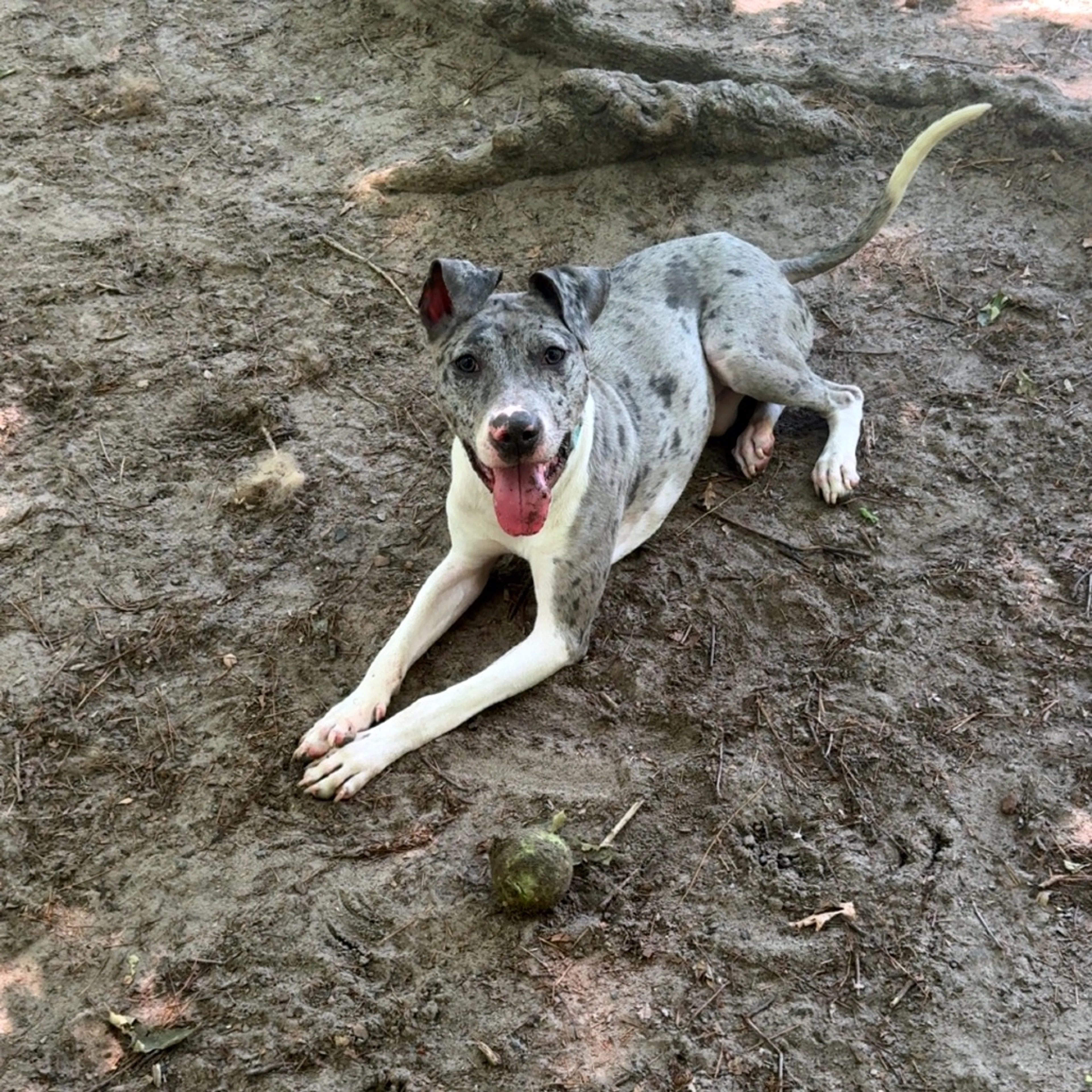Found pet-0