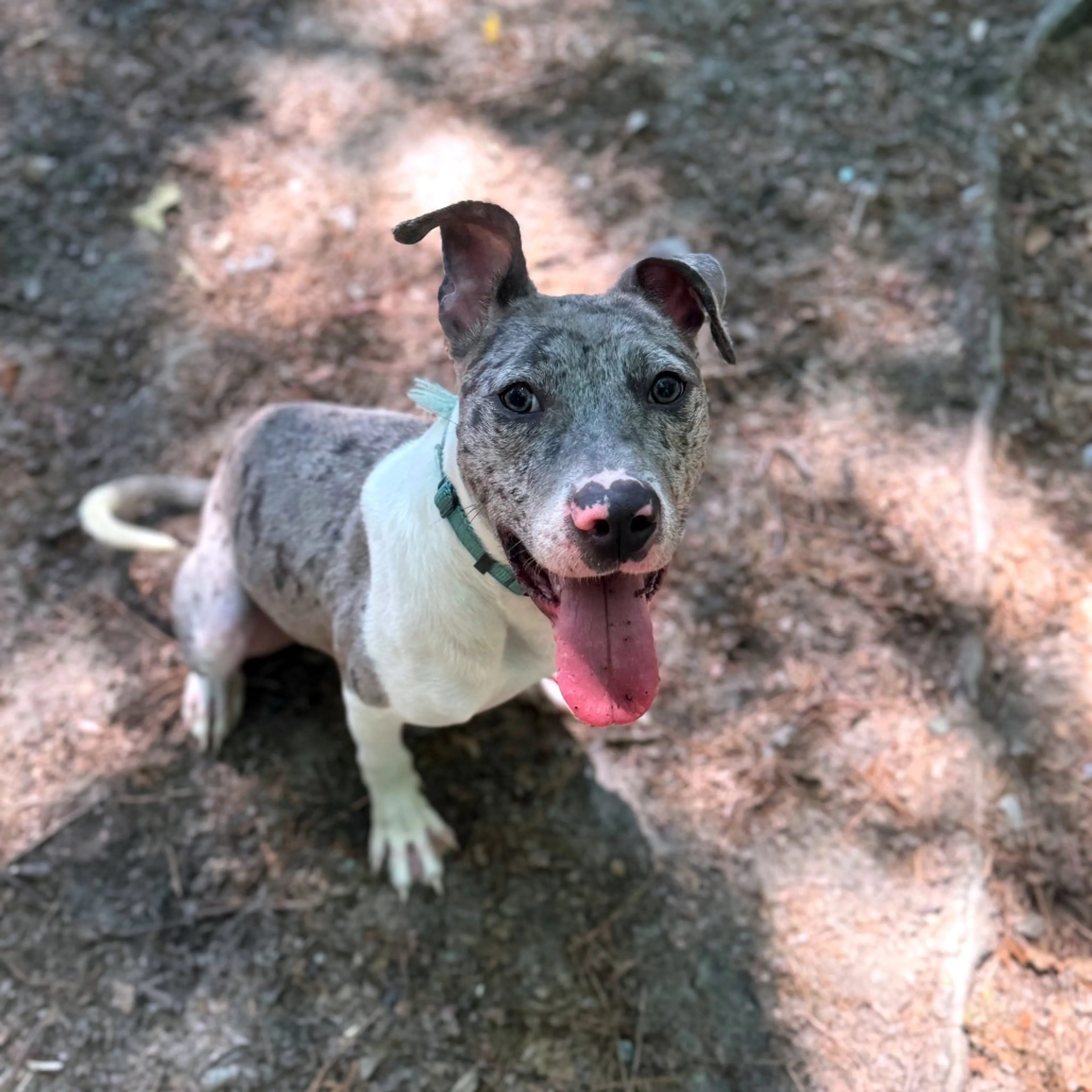Found pet-4