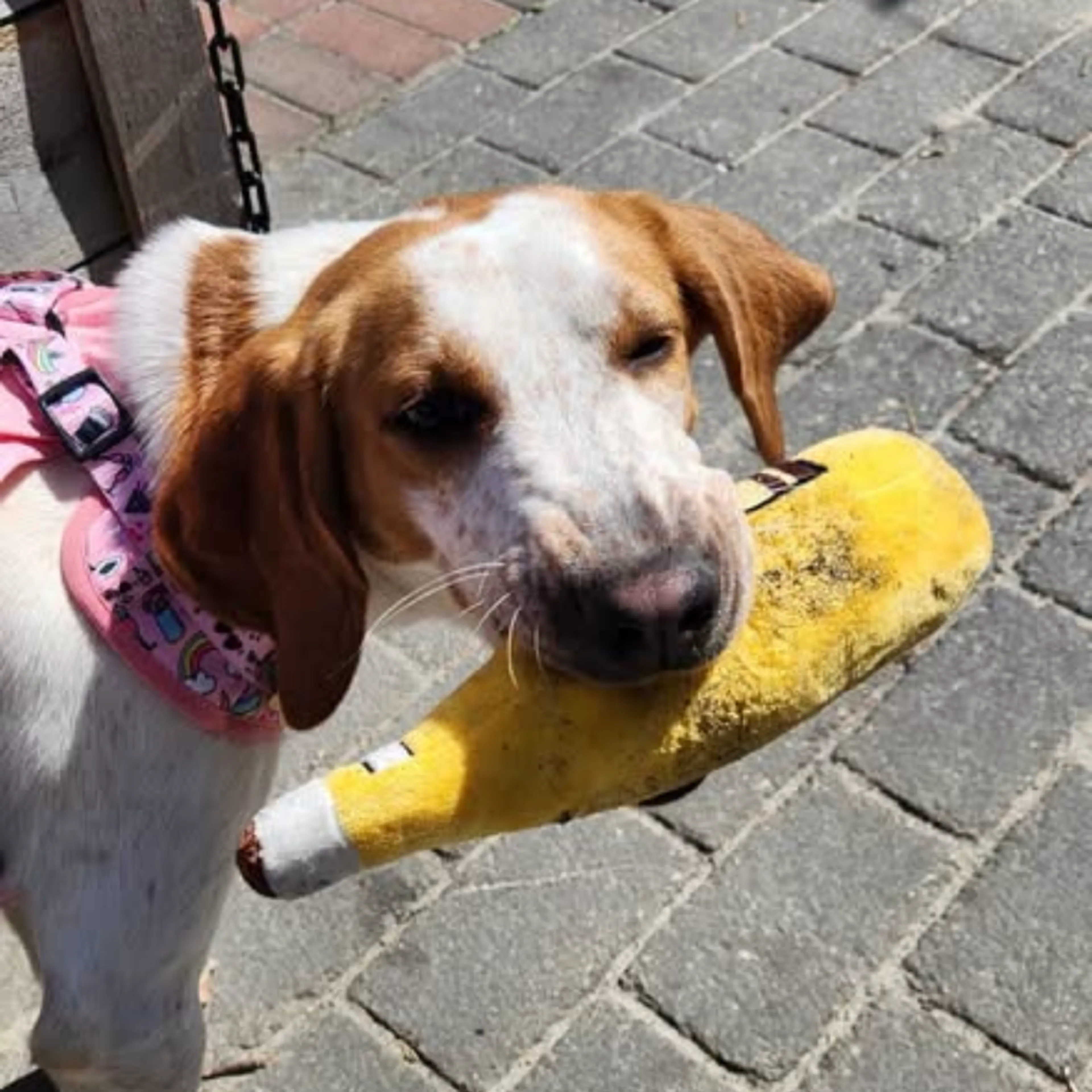 Found pet-2