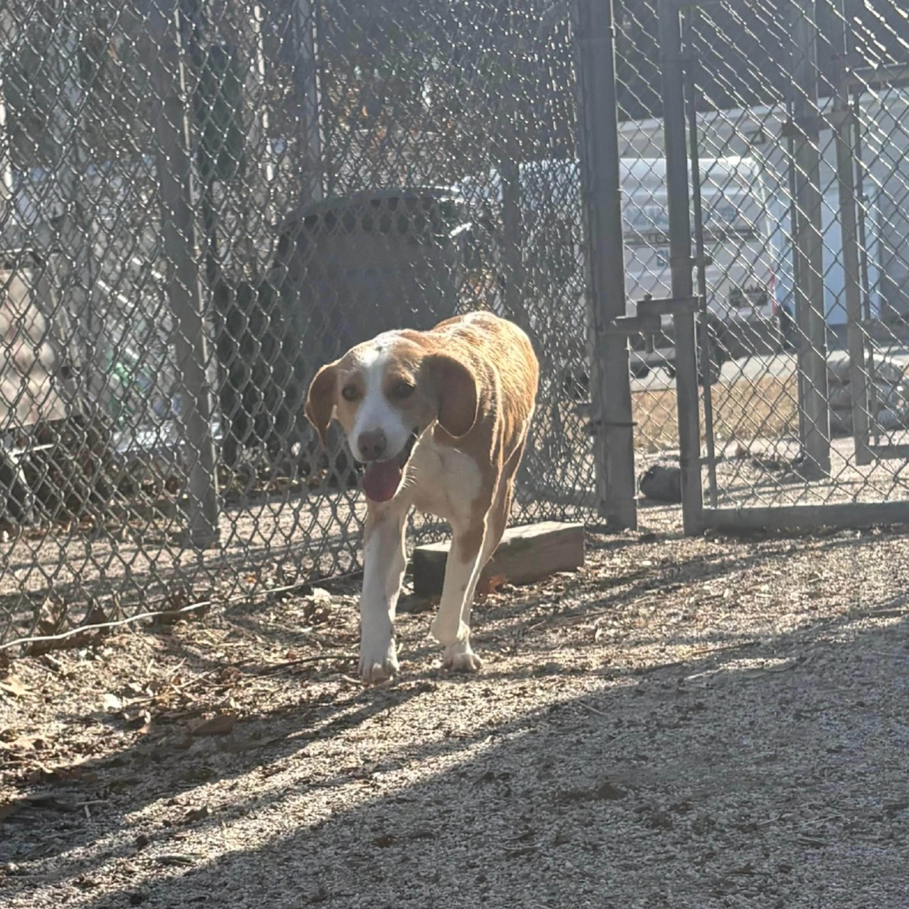 Found pet-3