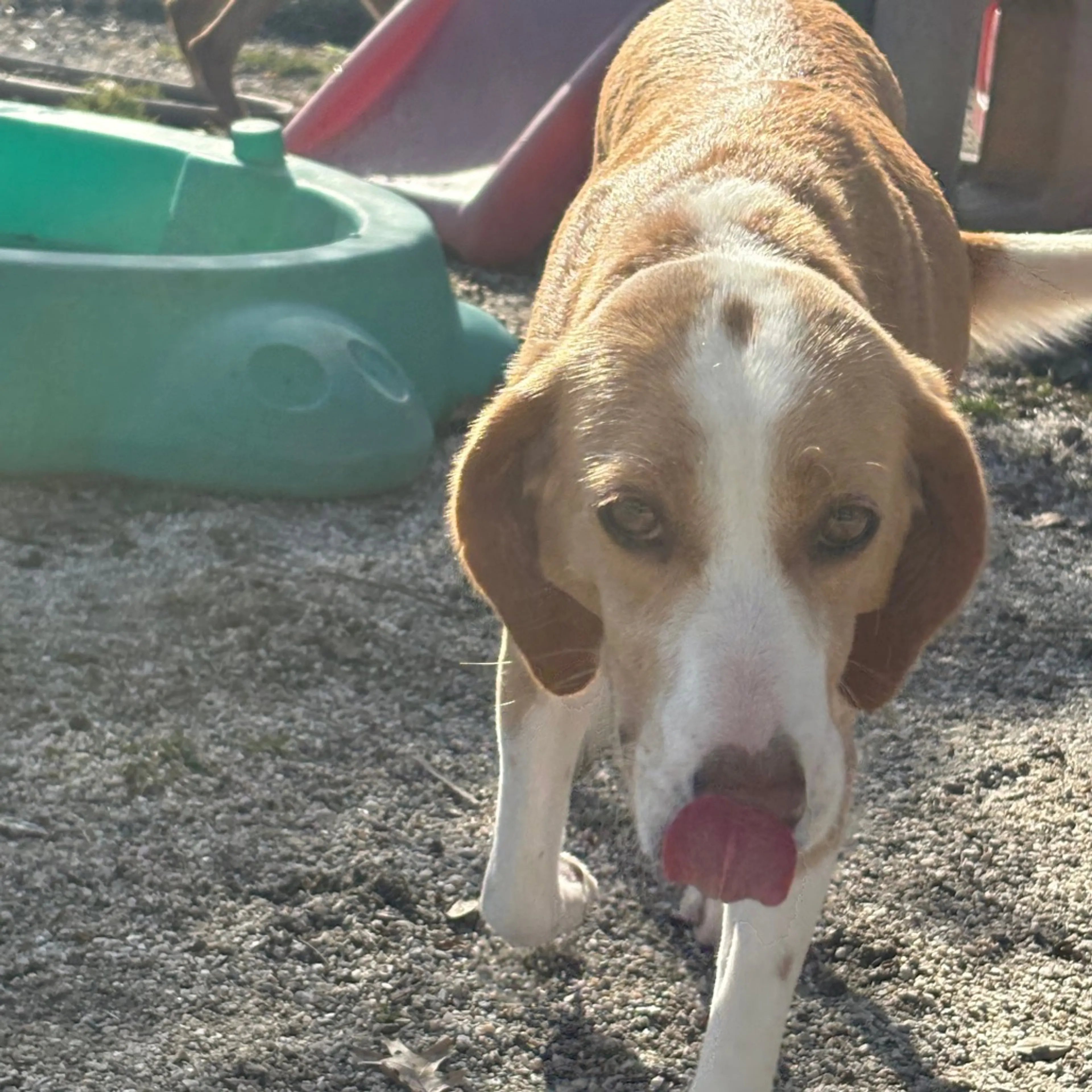 Found pet-2