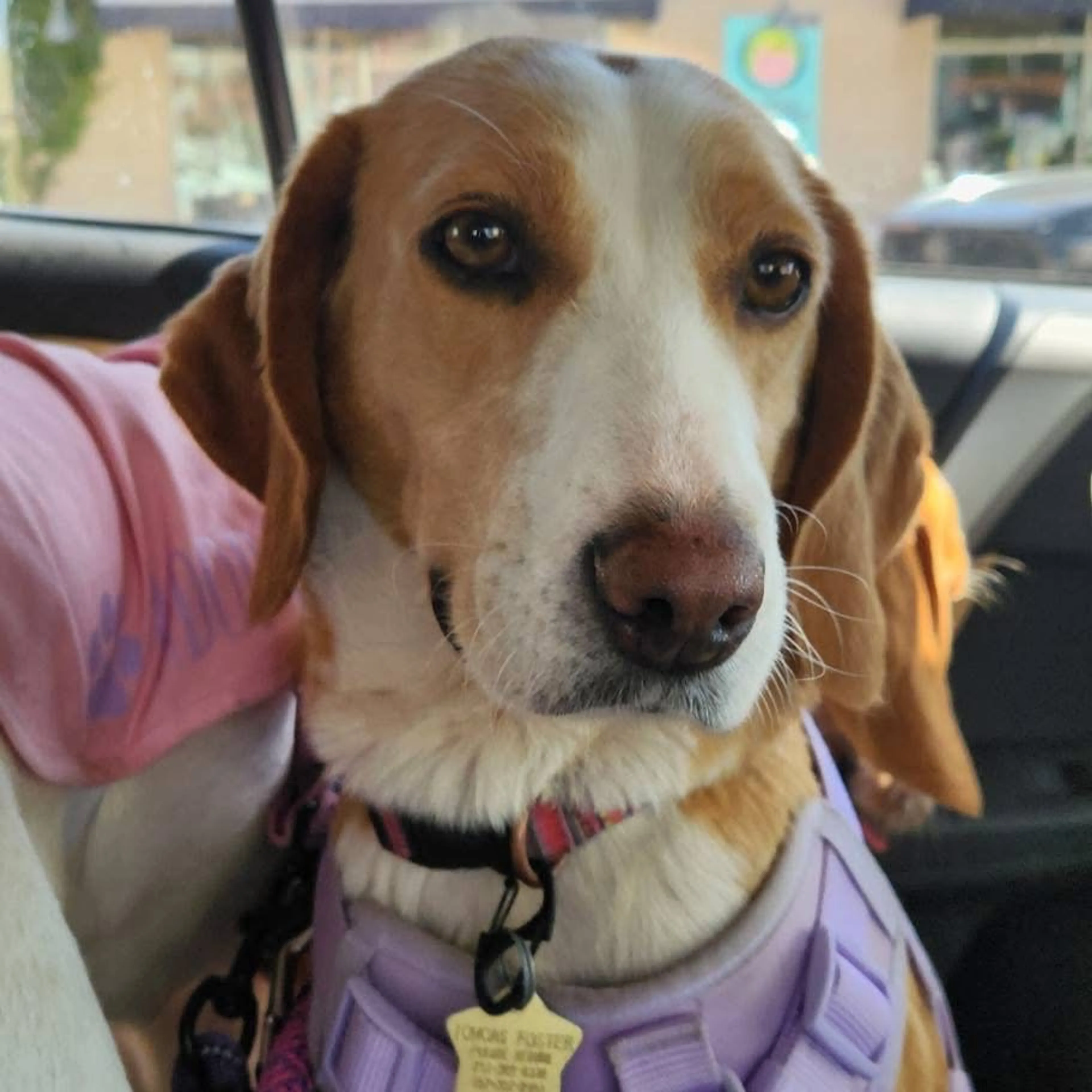 Found pet-5