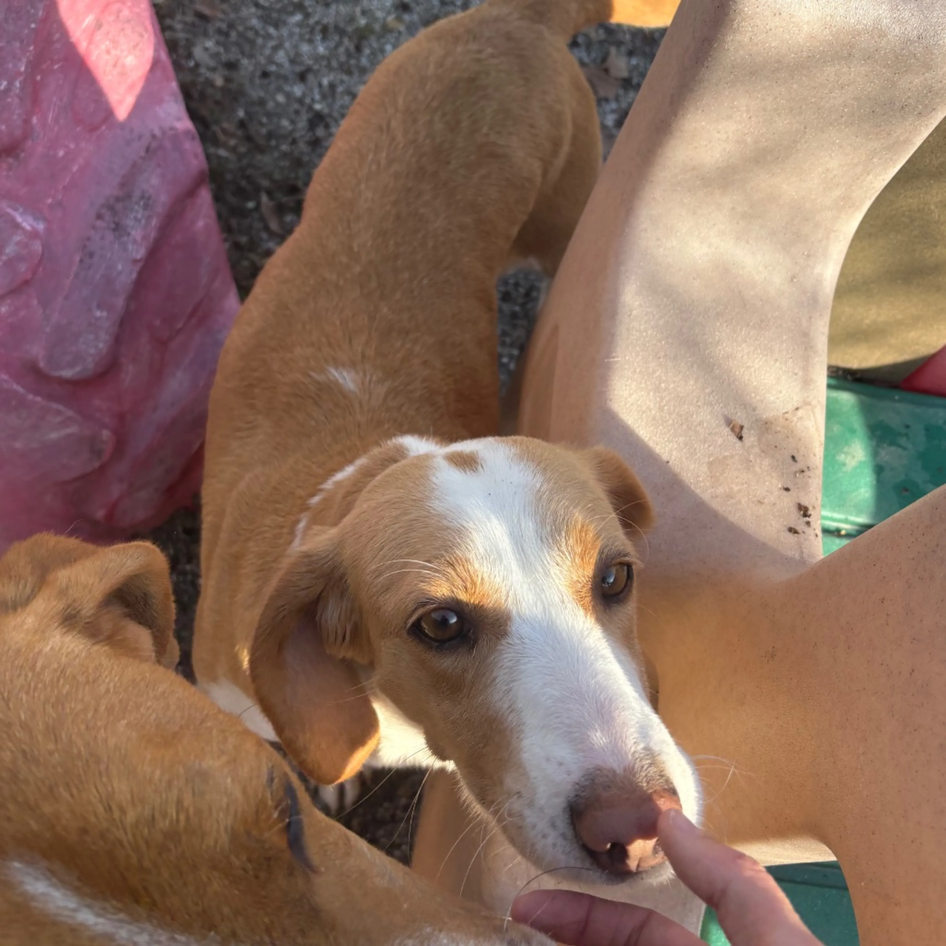 Found pet-1