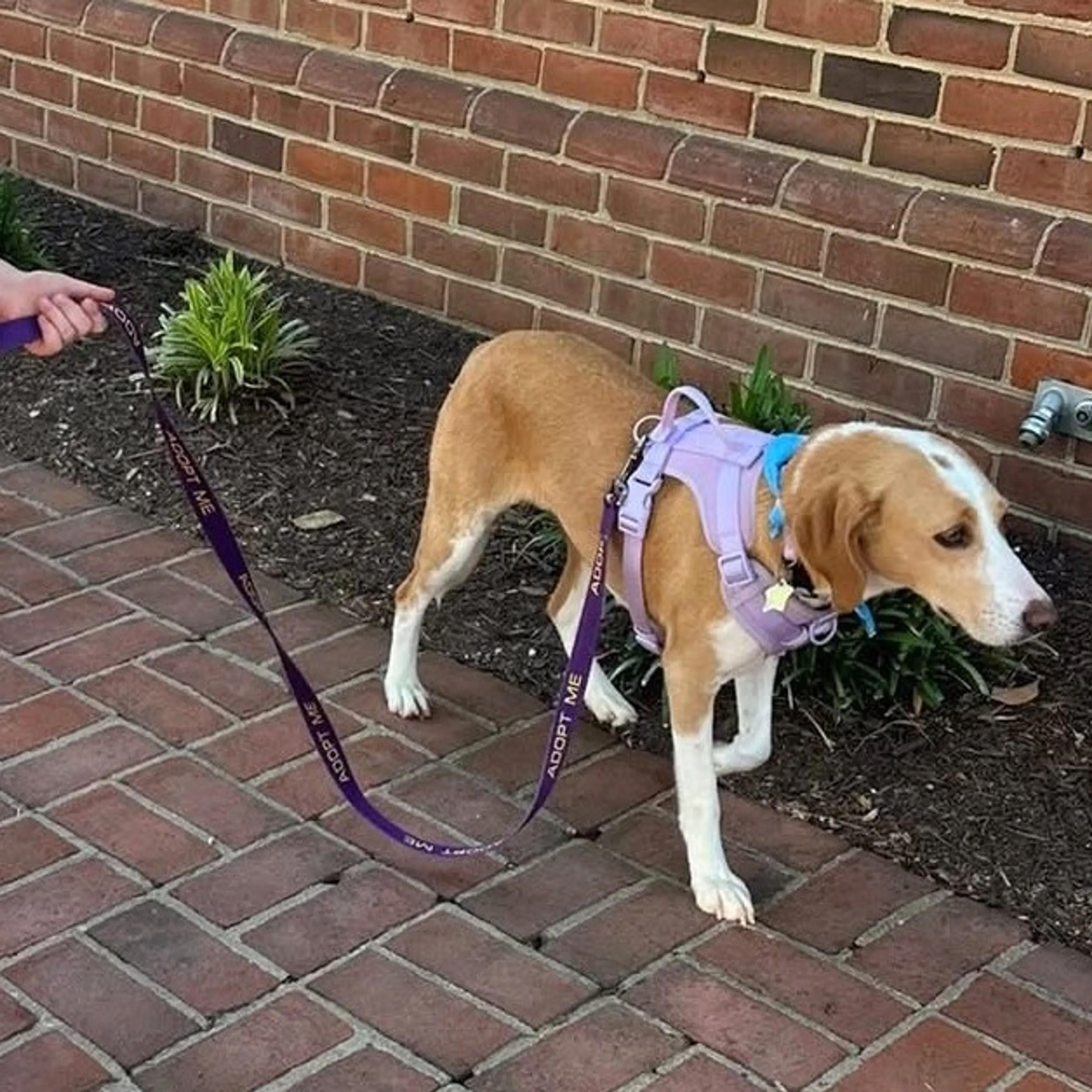 Found pet-9