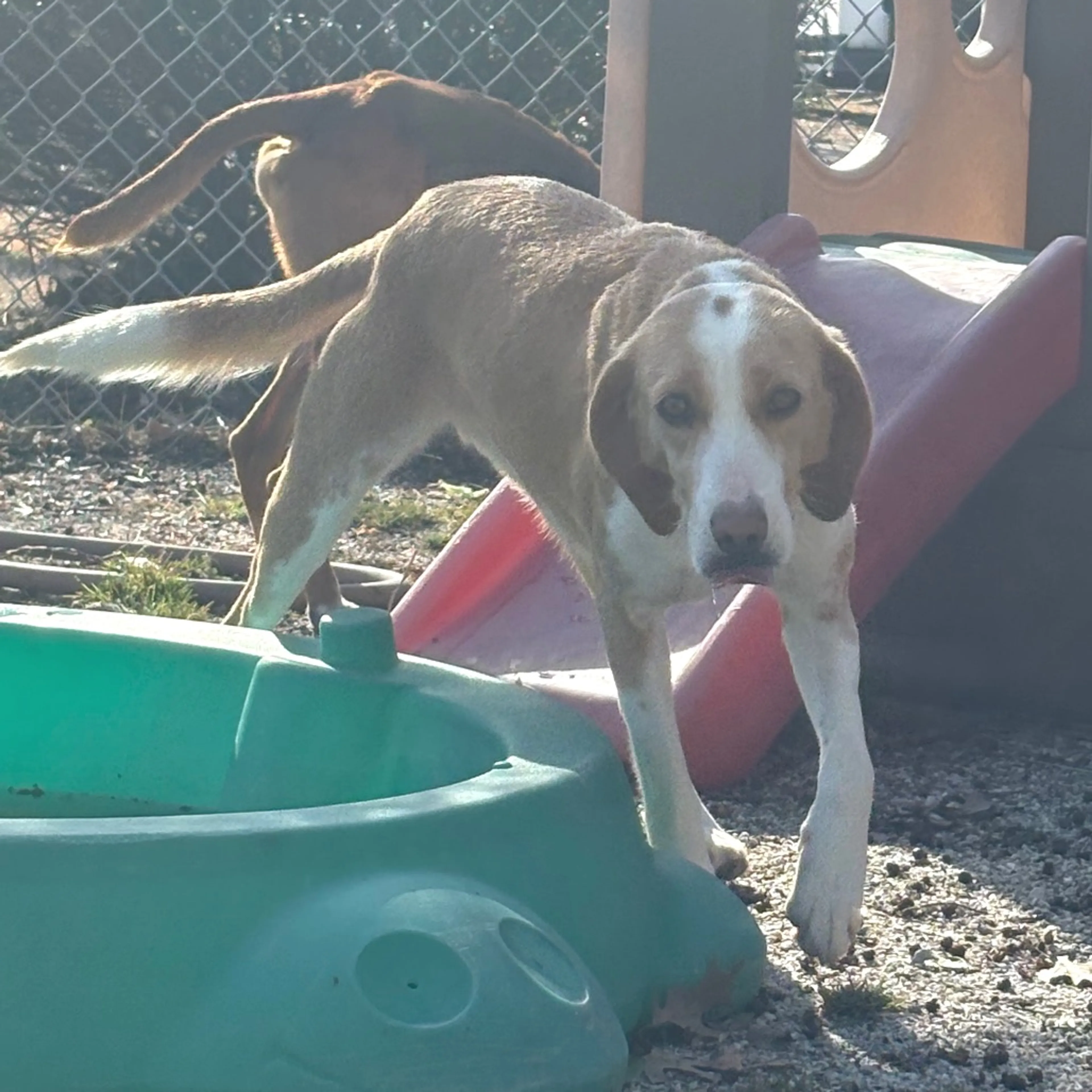 Found pet-4