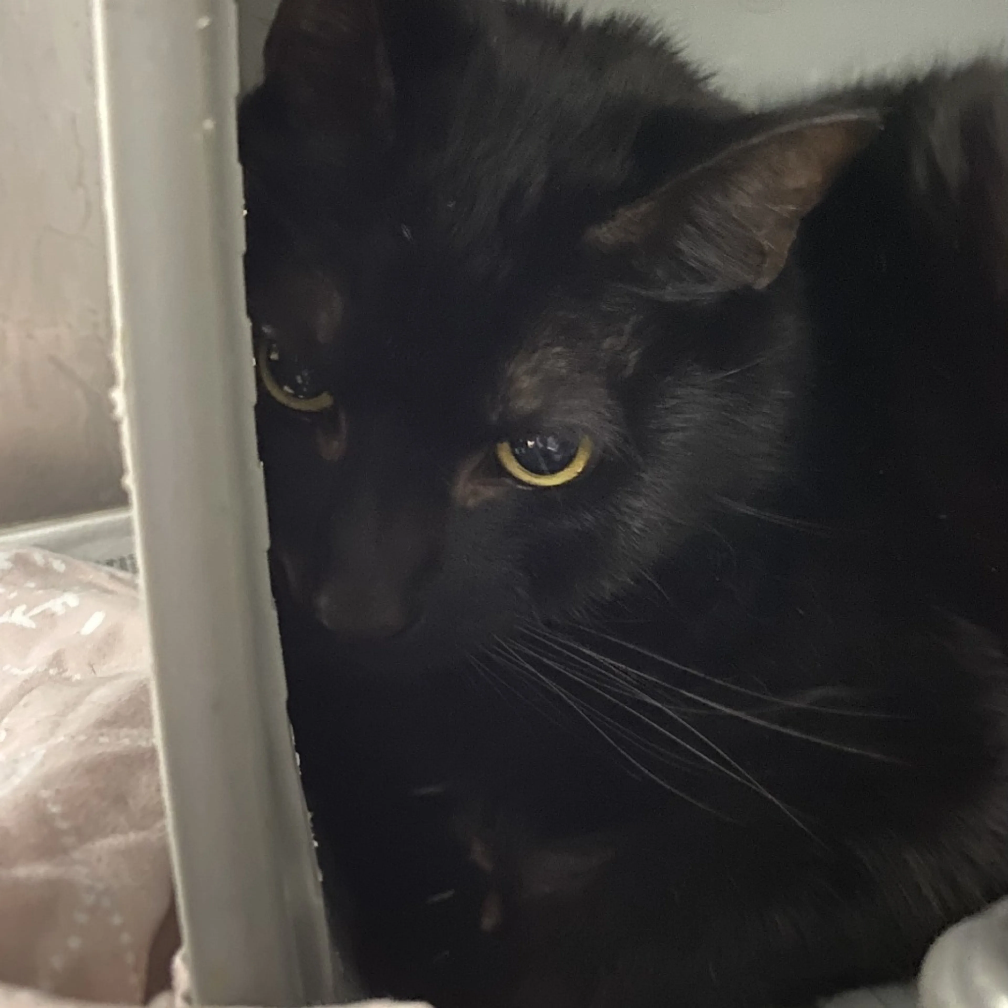 Found pet