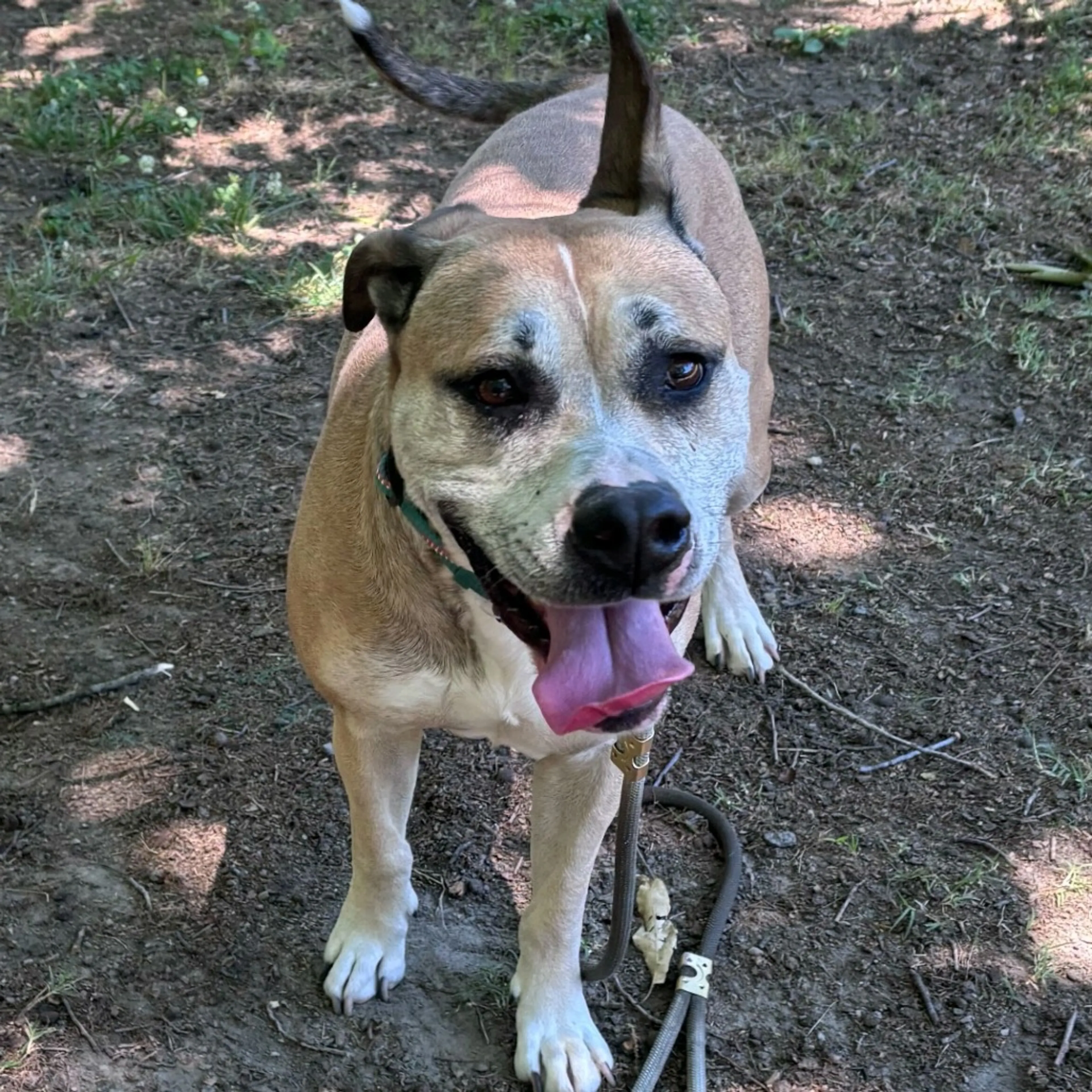 Found pet