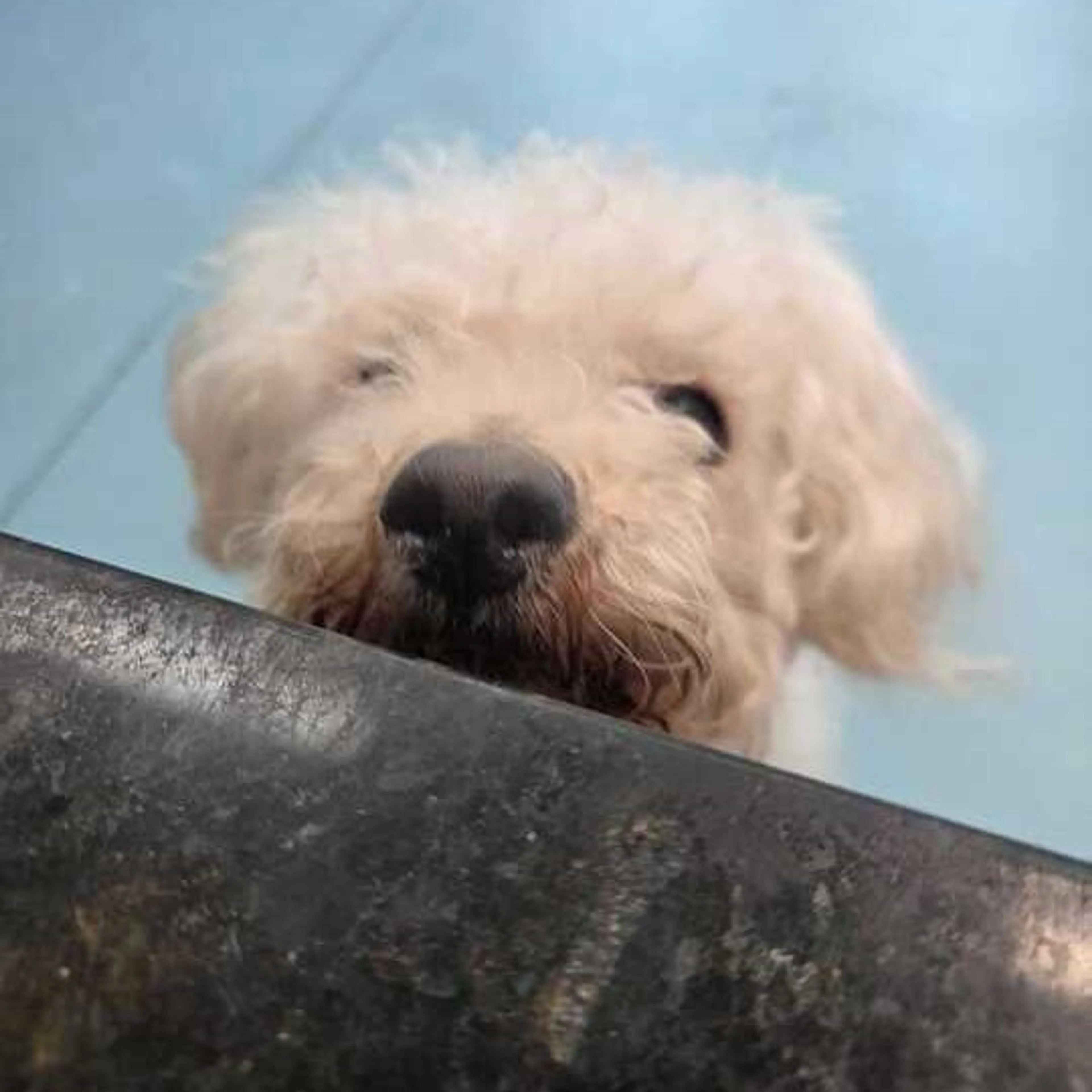 Found pet-0