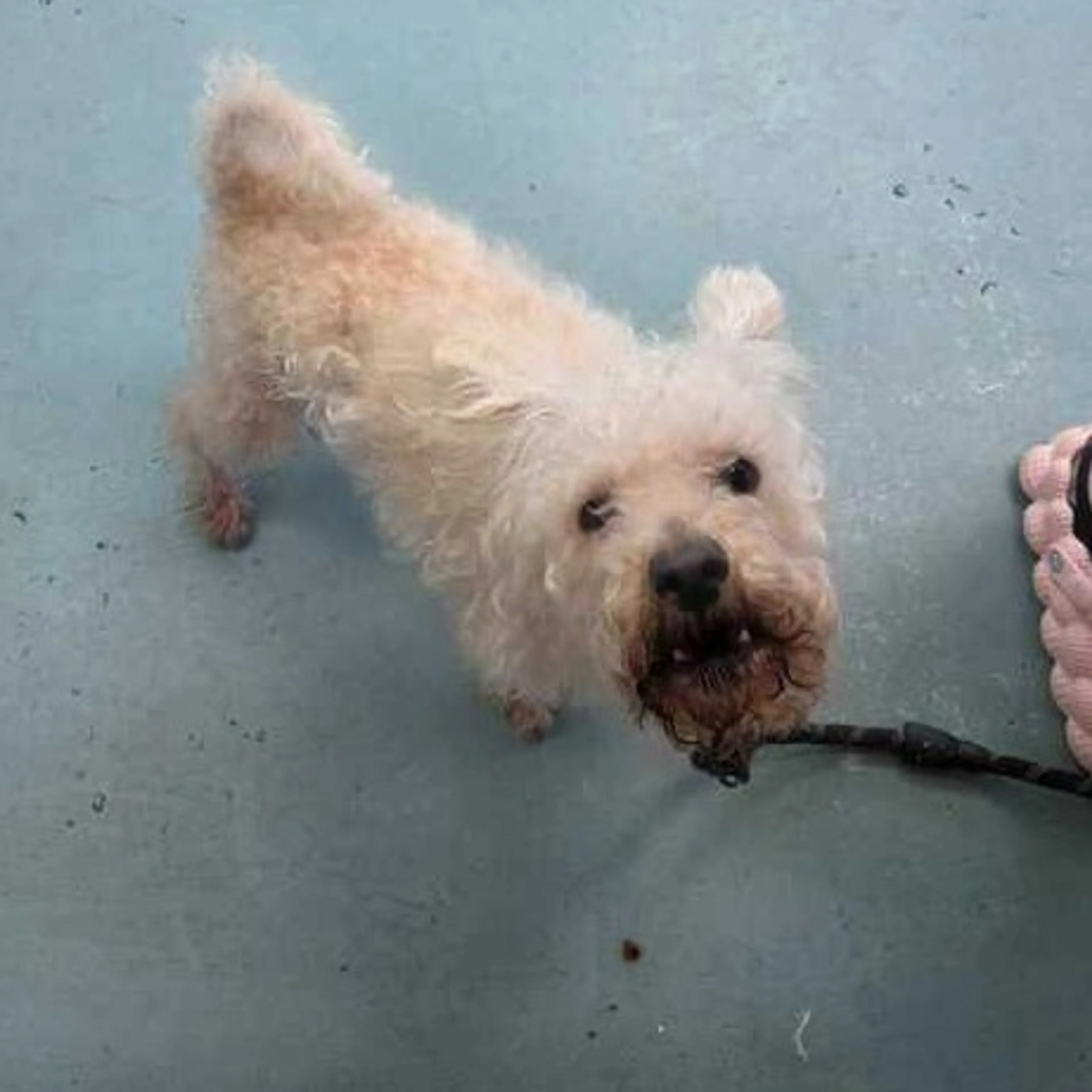 Found pet-1