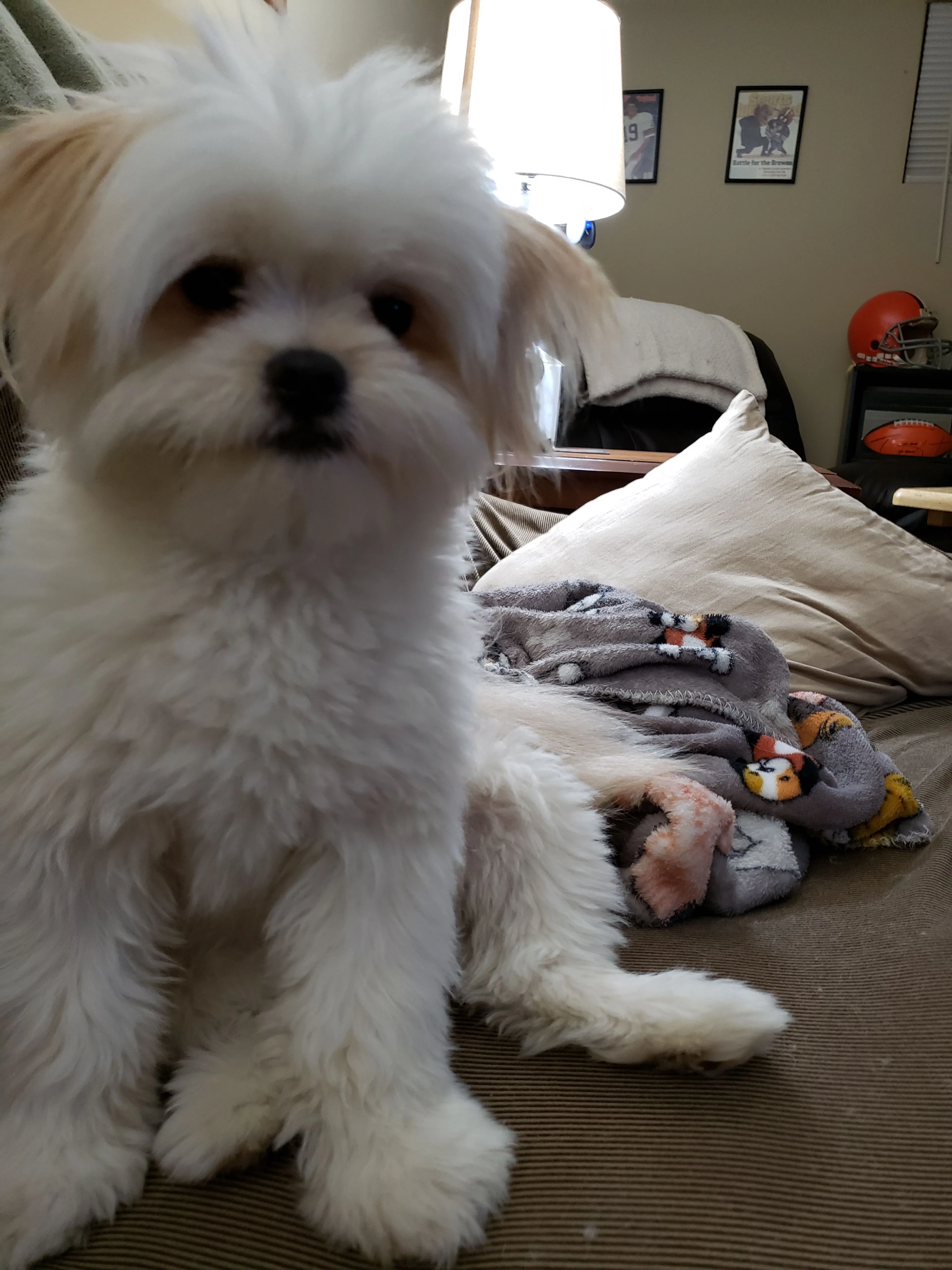 Lost pet-2