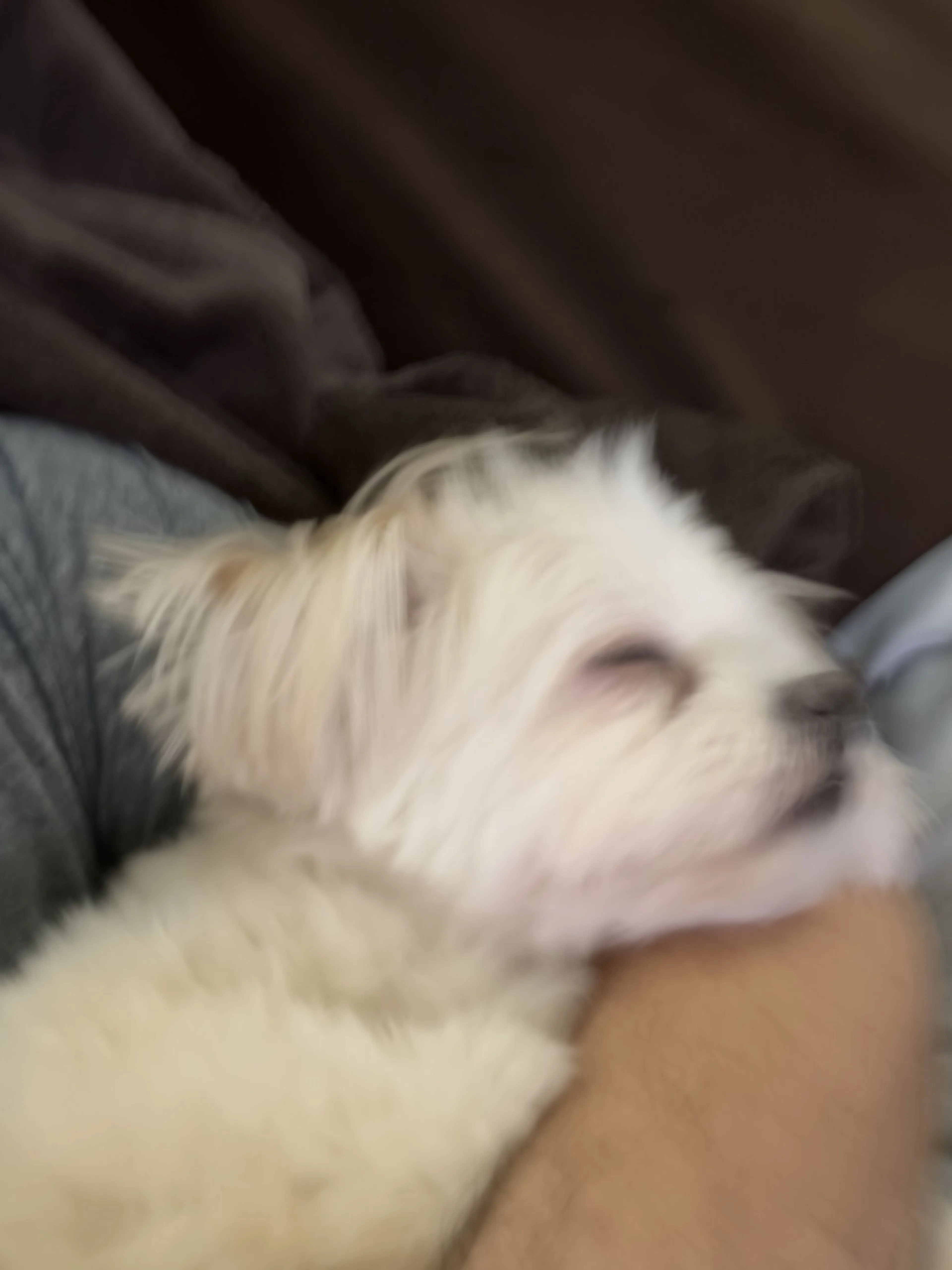 Lost pet-0