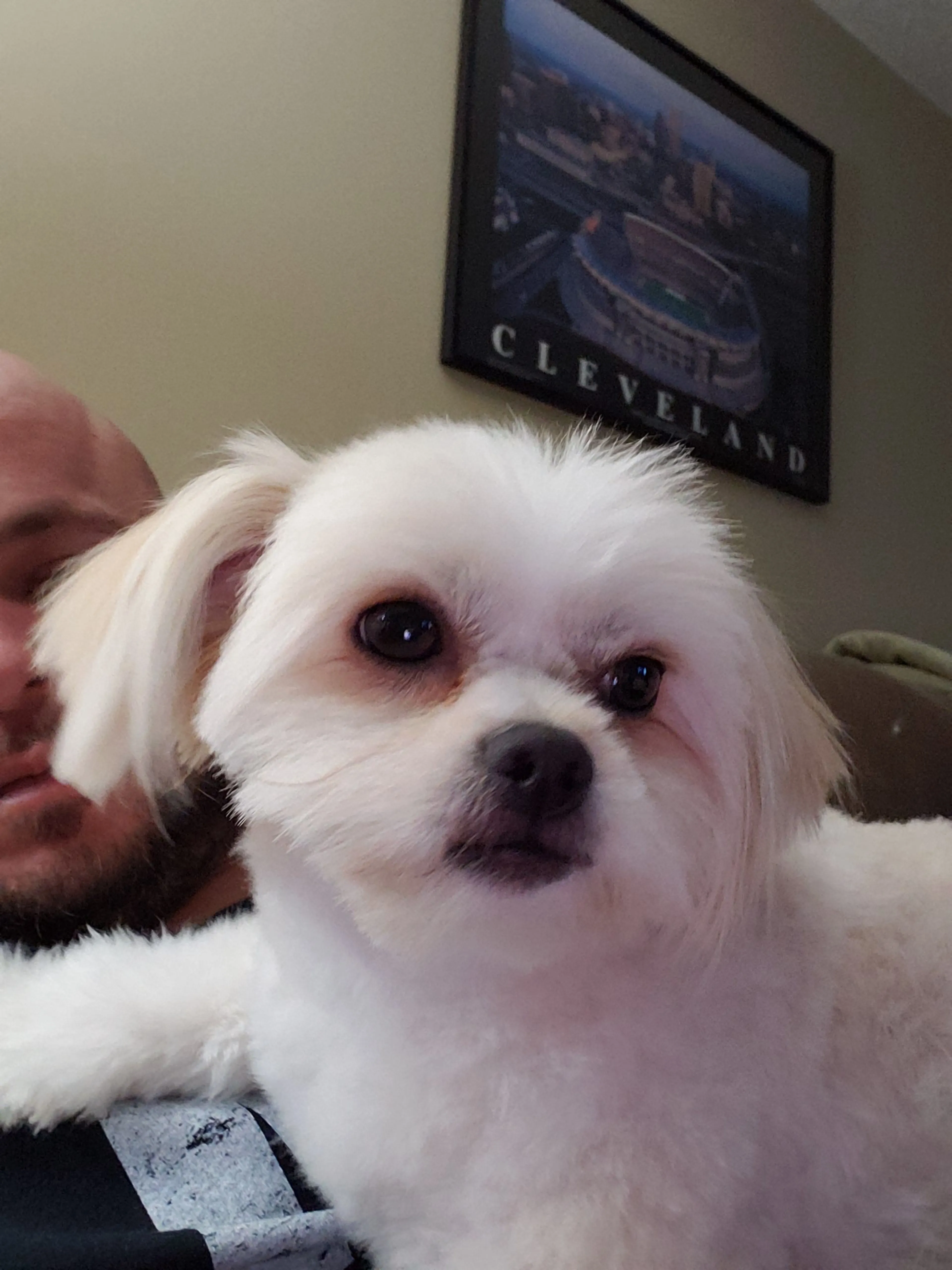 Lost pet-1
