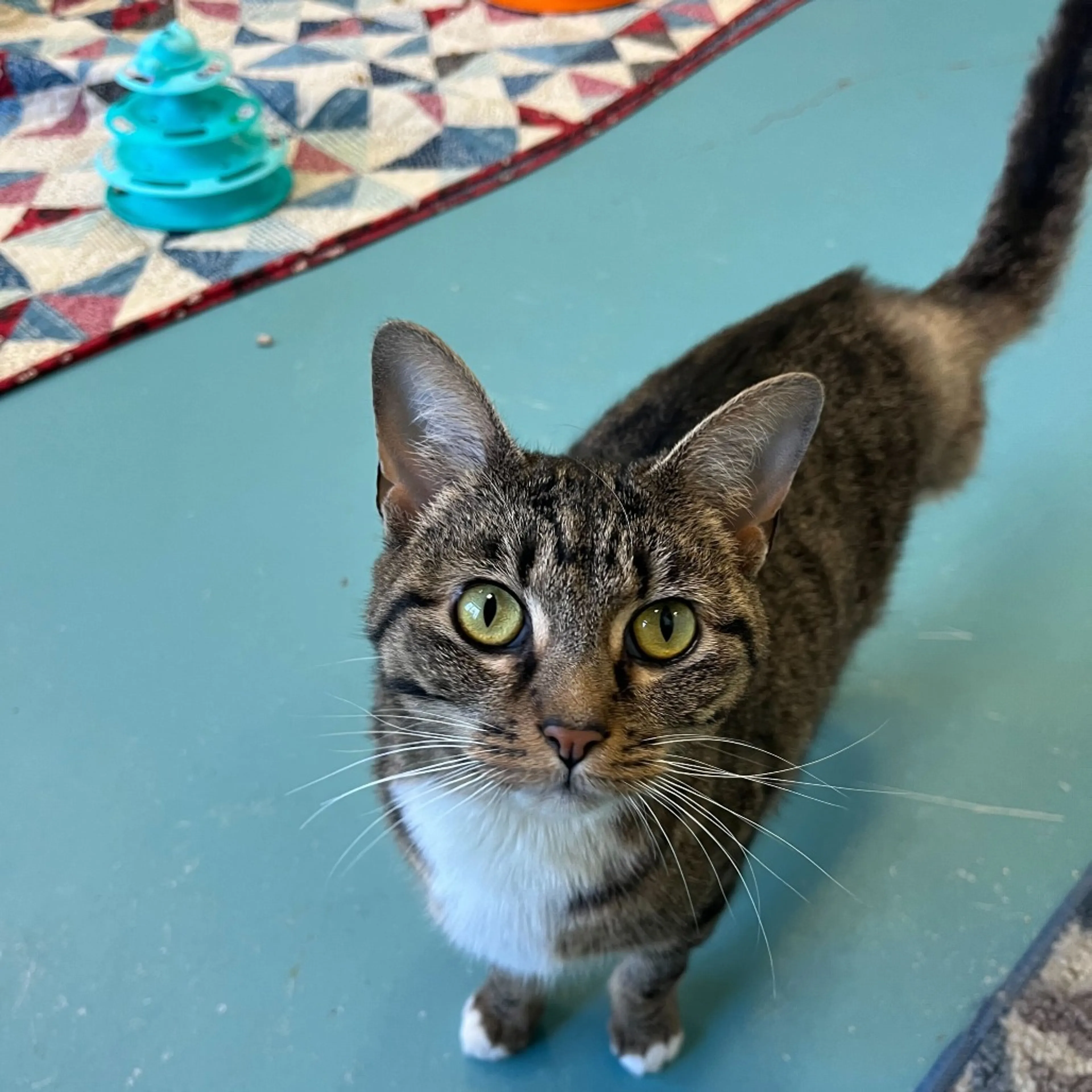 Found pet