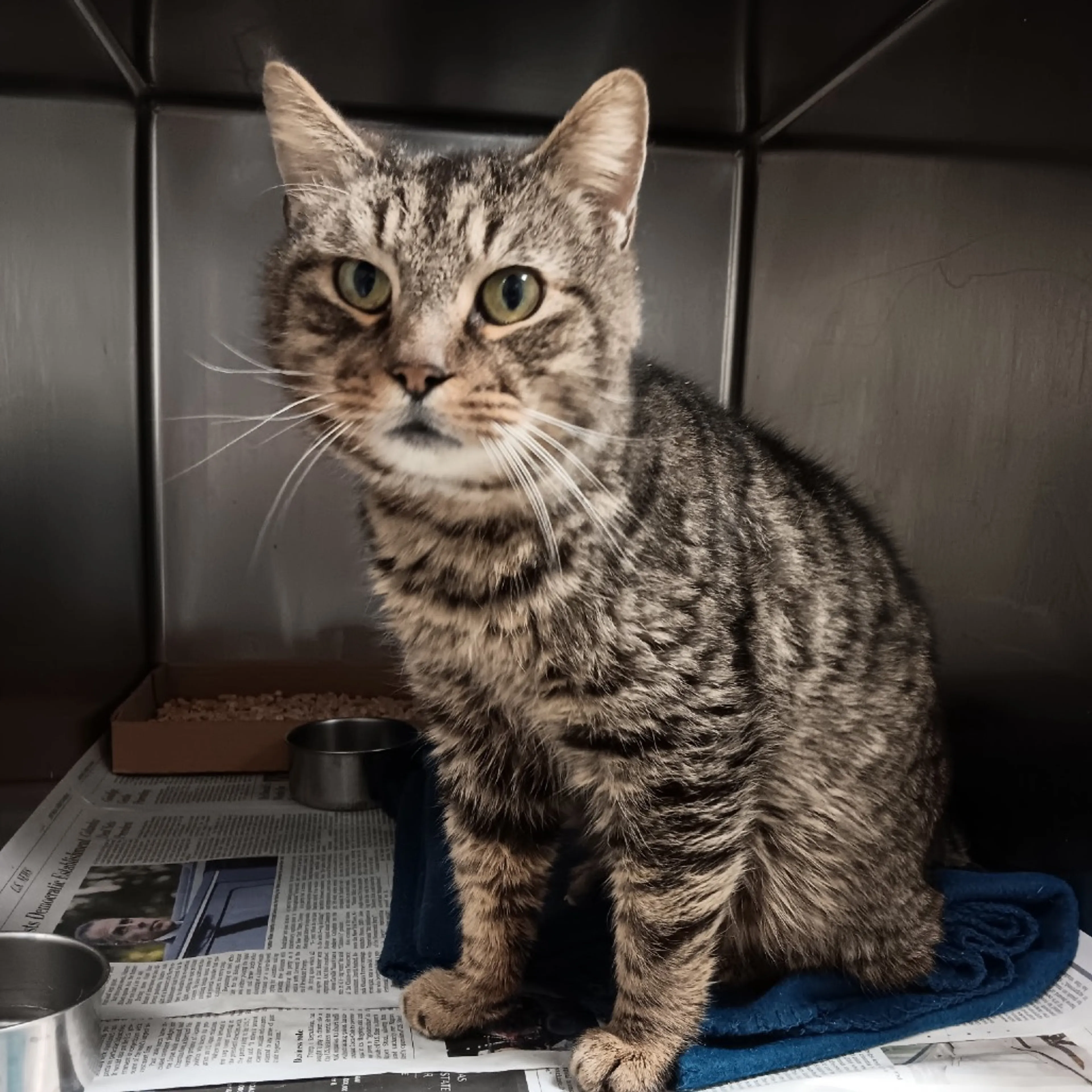 Found pet-1