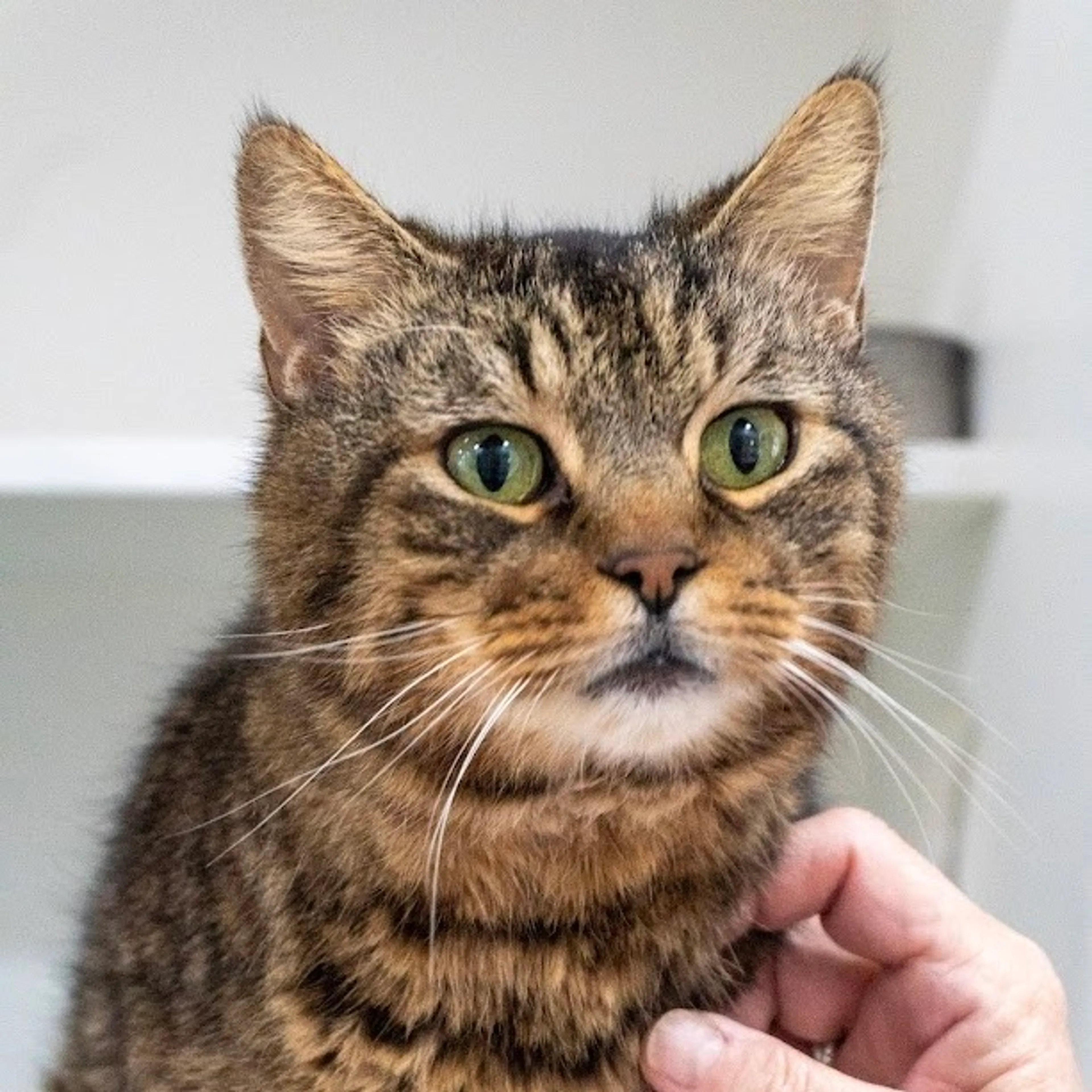 Found pet-3