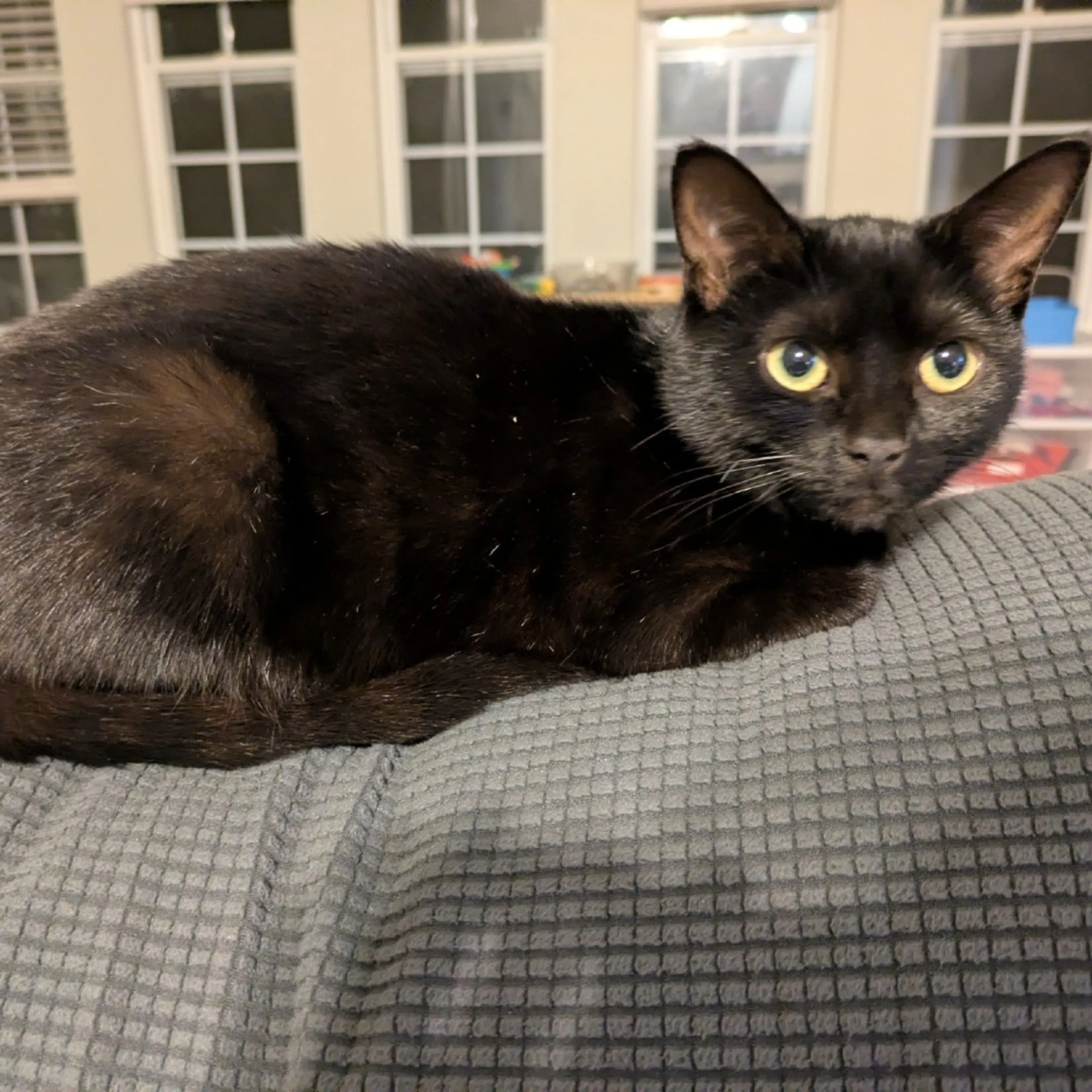 Found pet-0