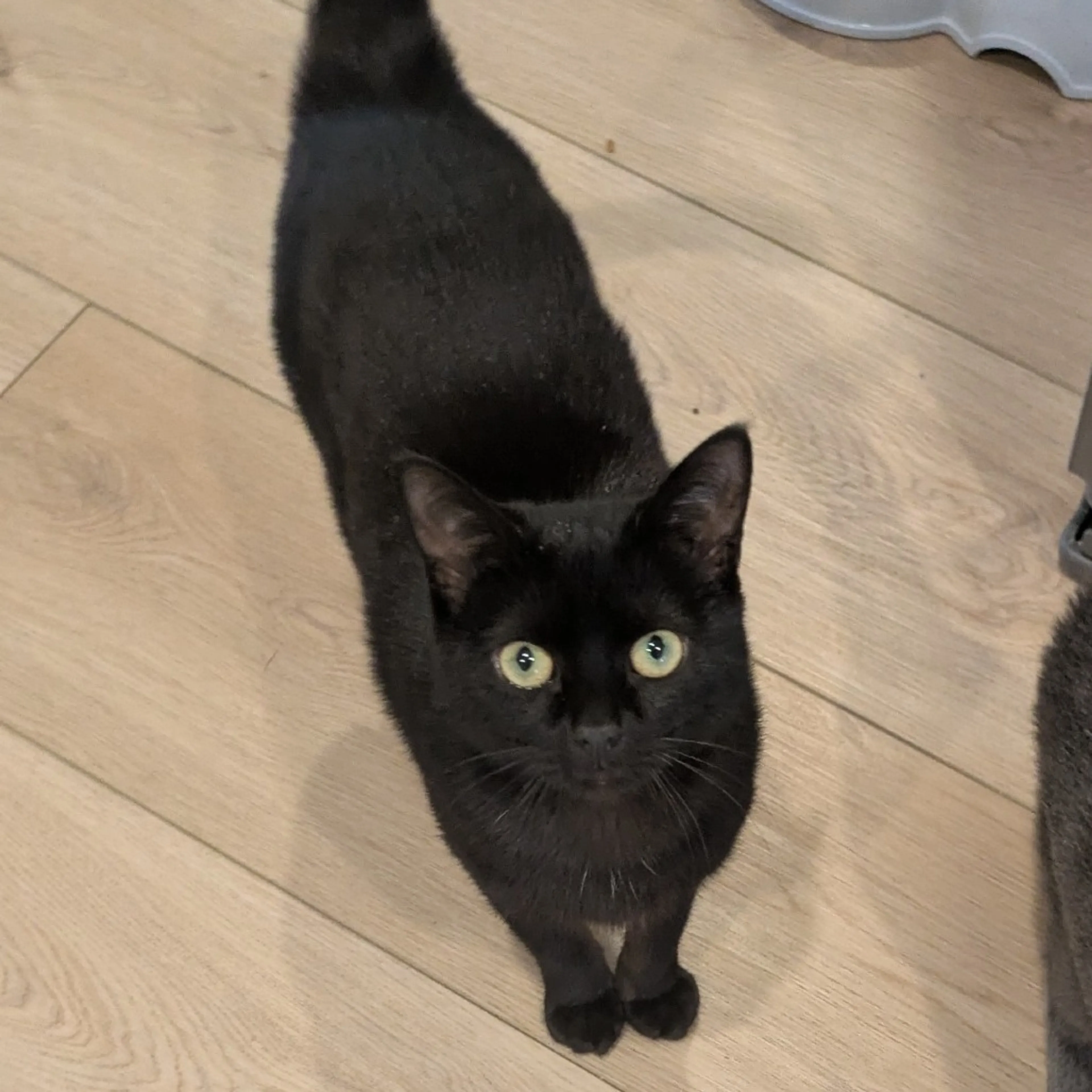 Found pet-1