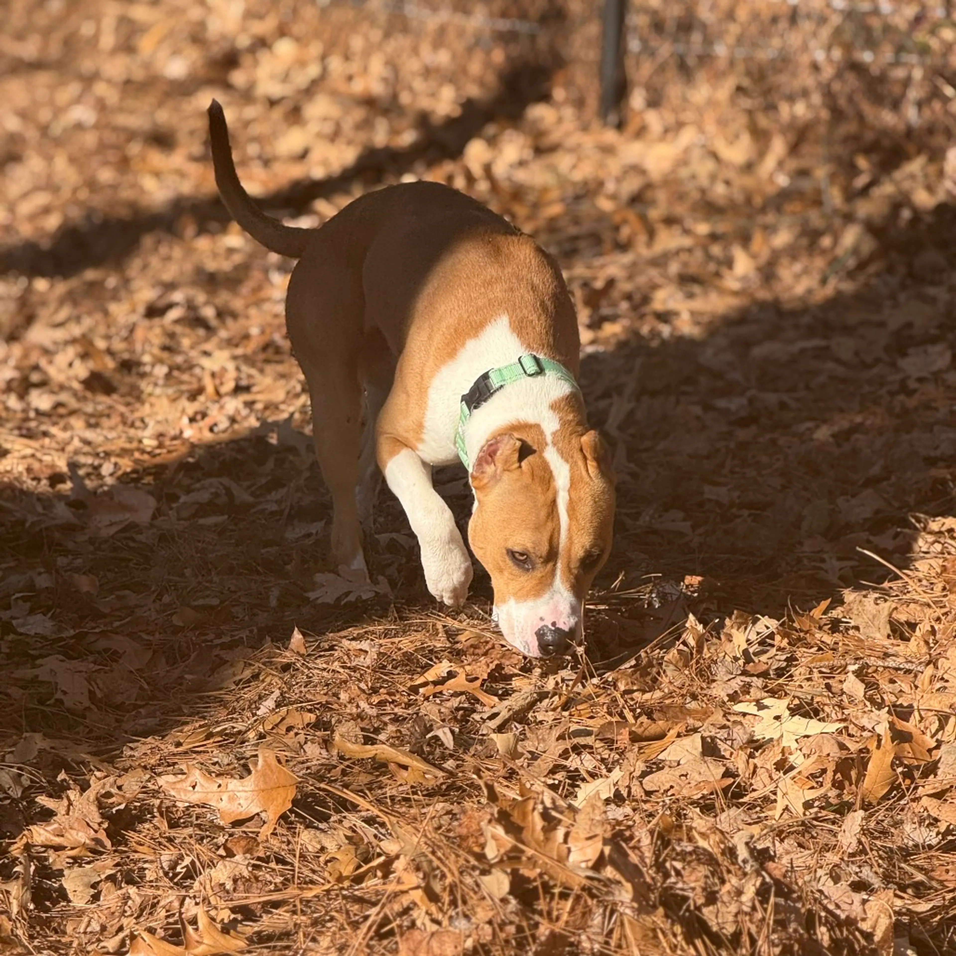 Found pet-3