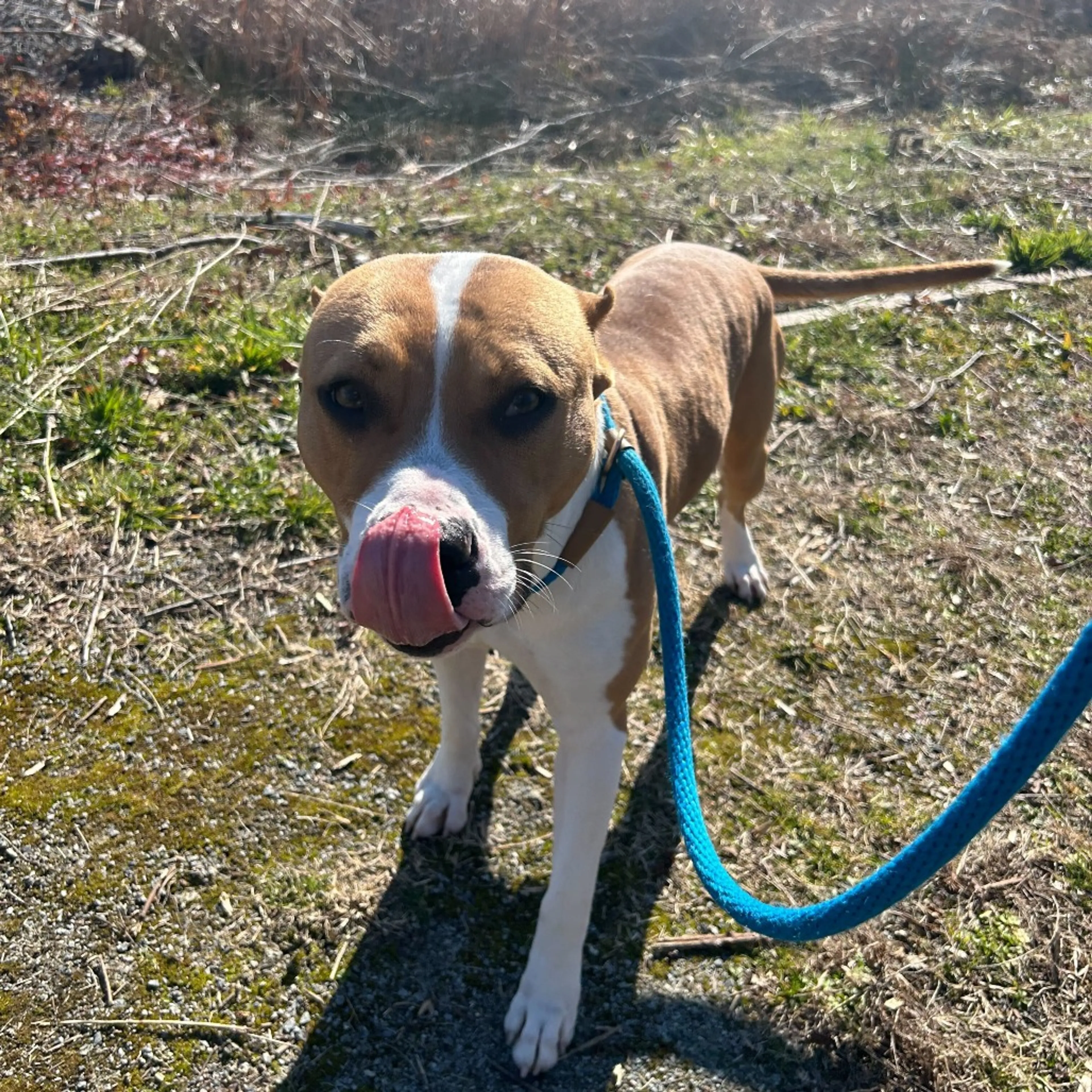 Found pet-2