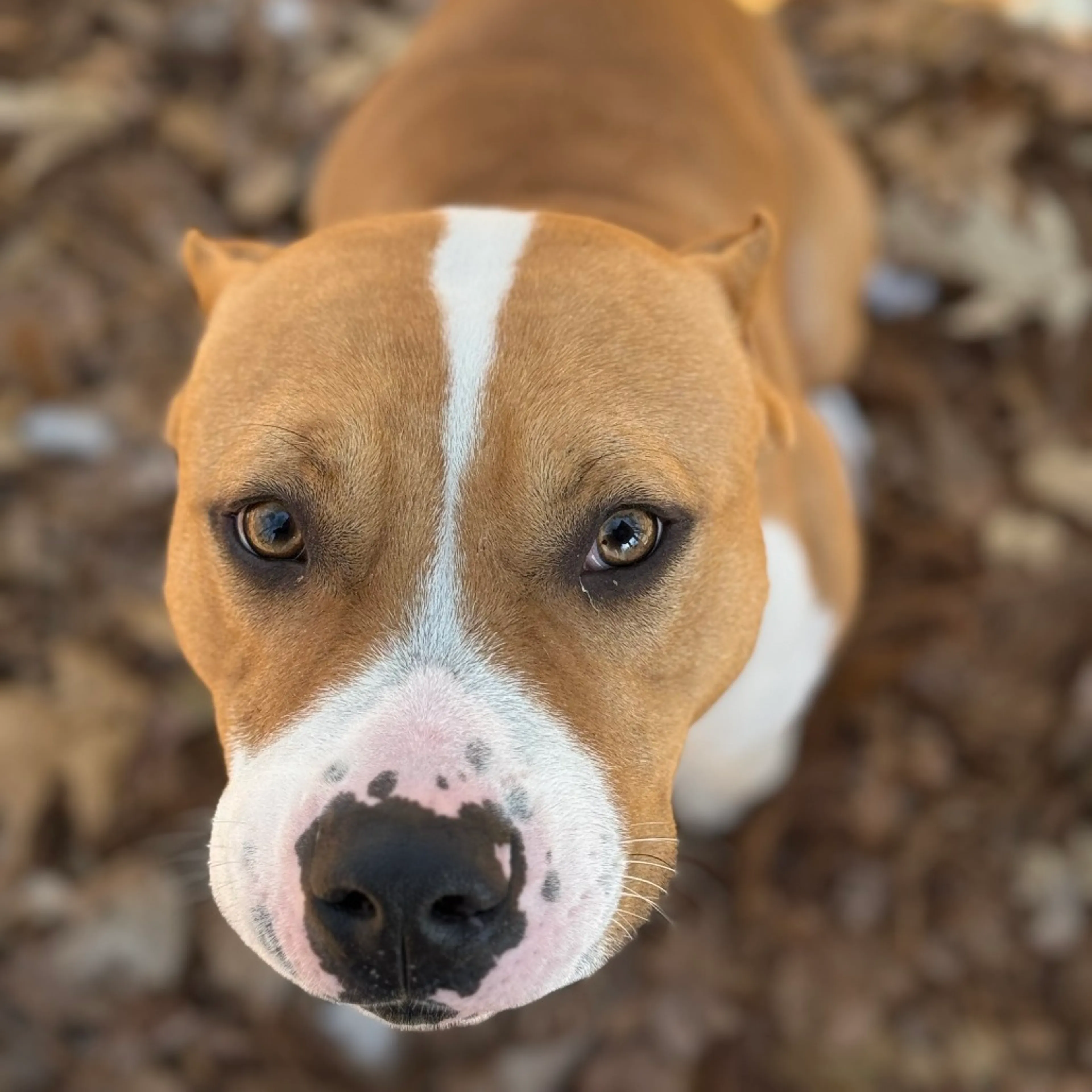 Found pet-4