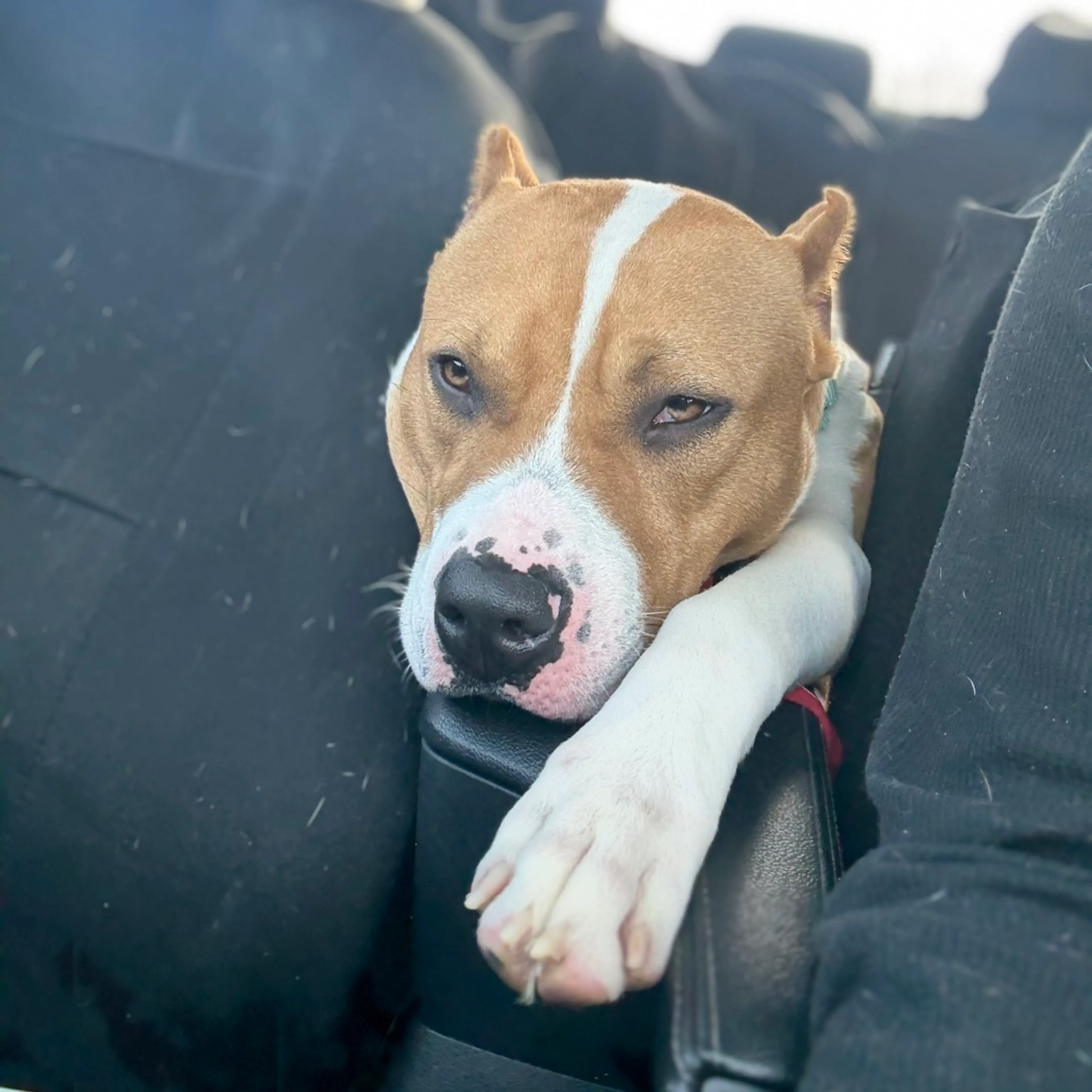 Found pet-5