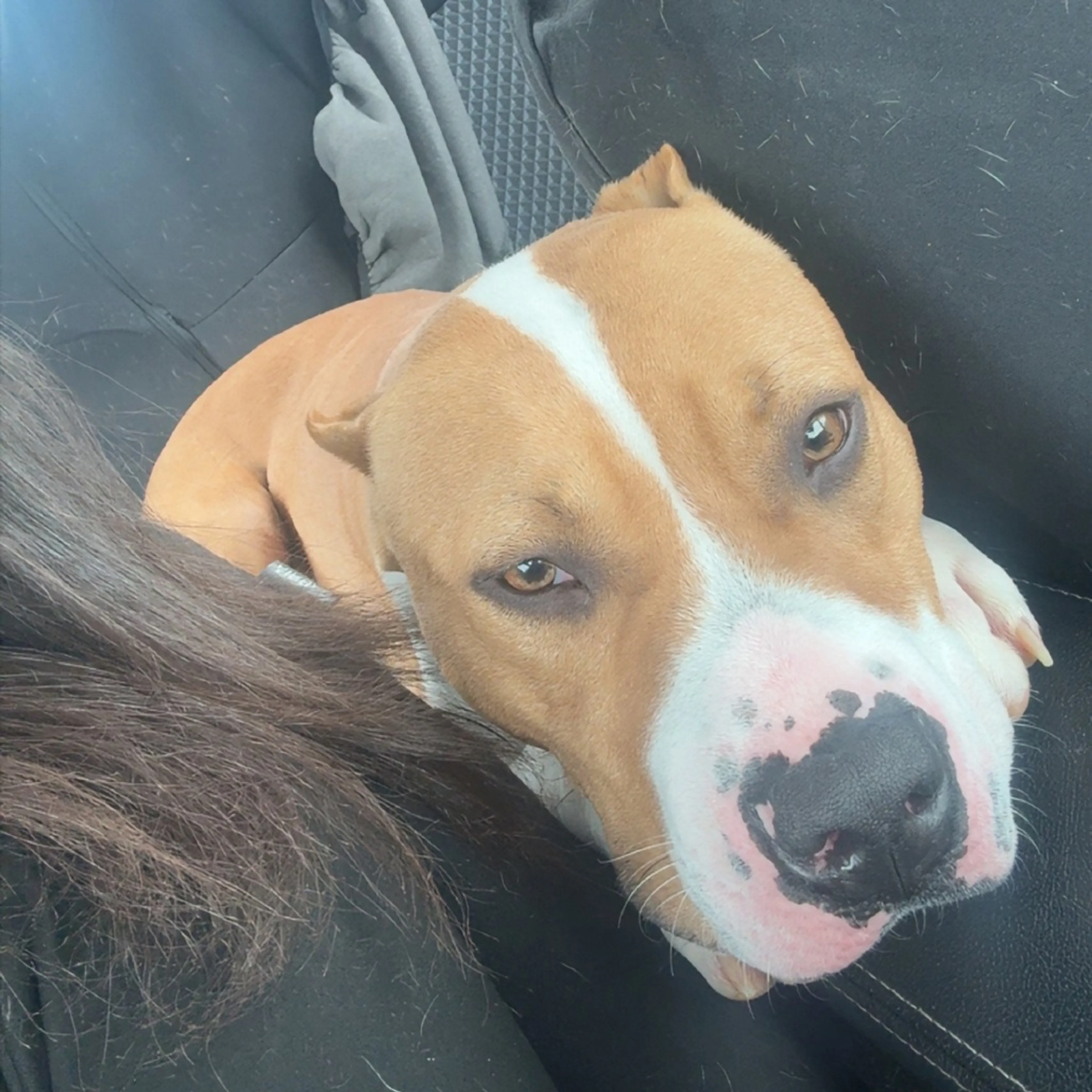 Found pet-6