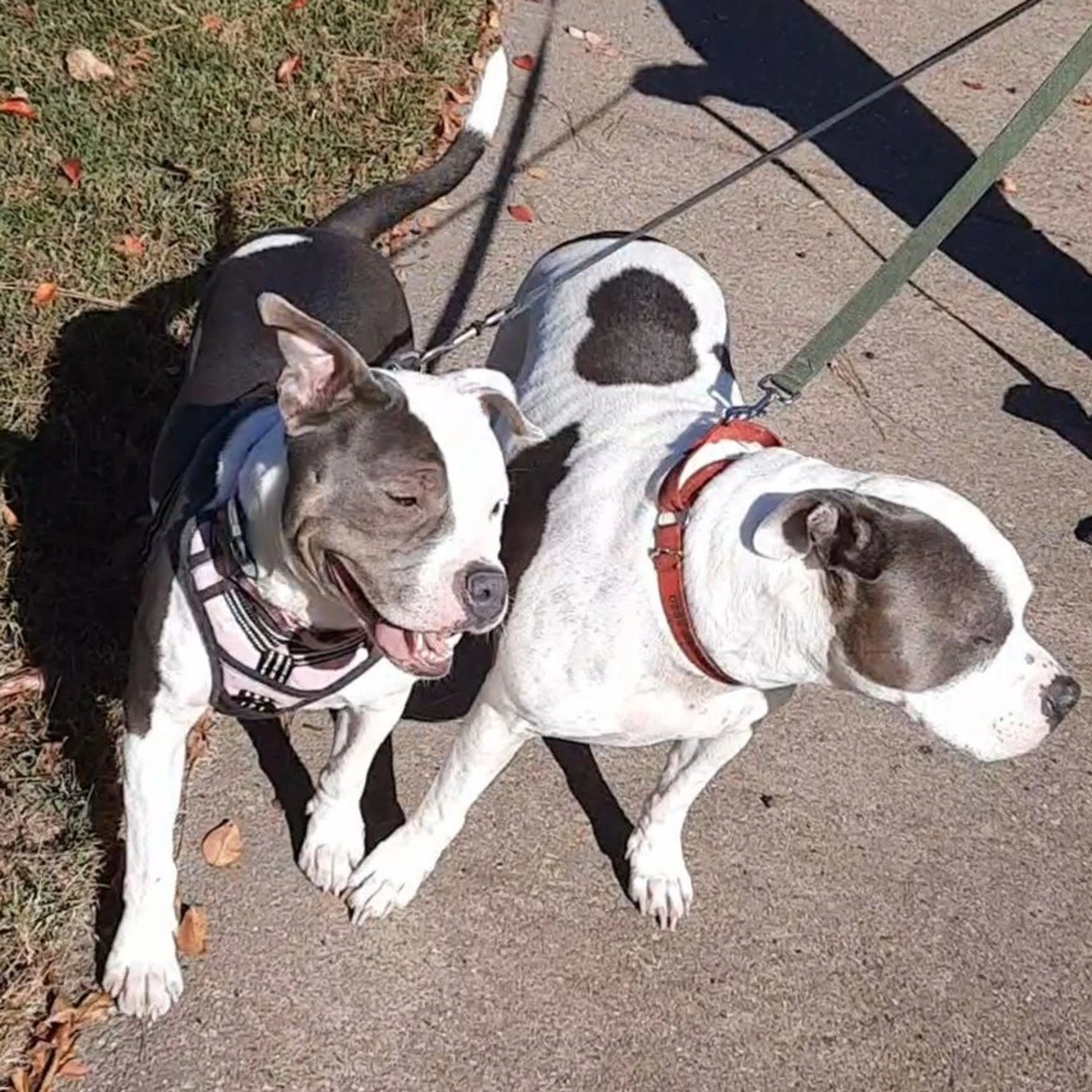 Found pet-4
