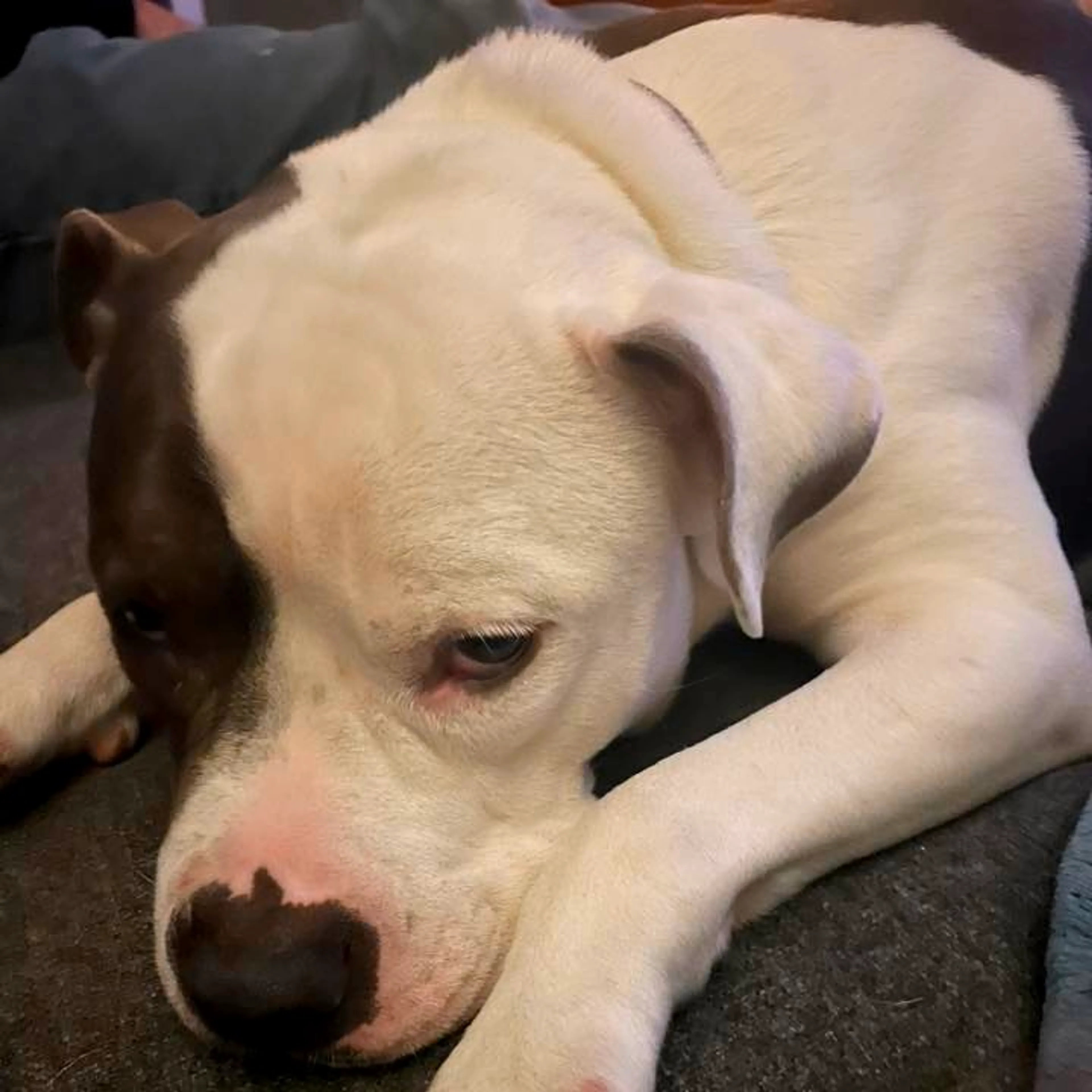 Found pet-2