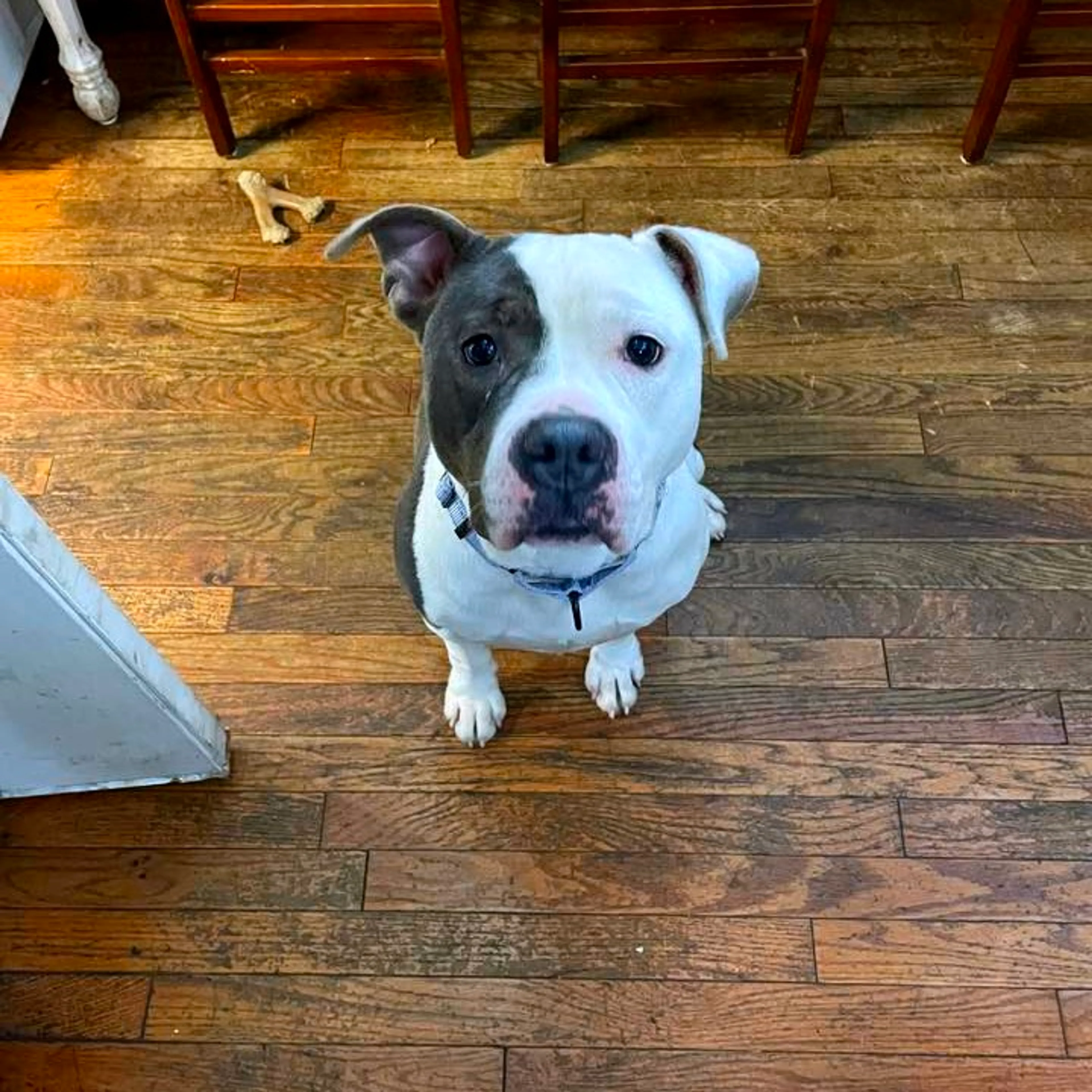 Found pet-0