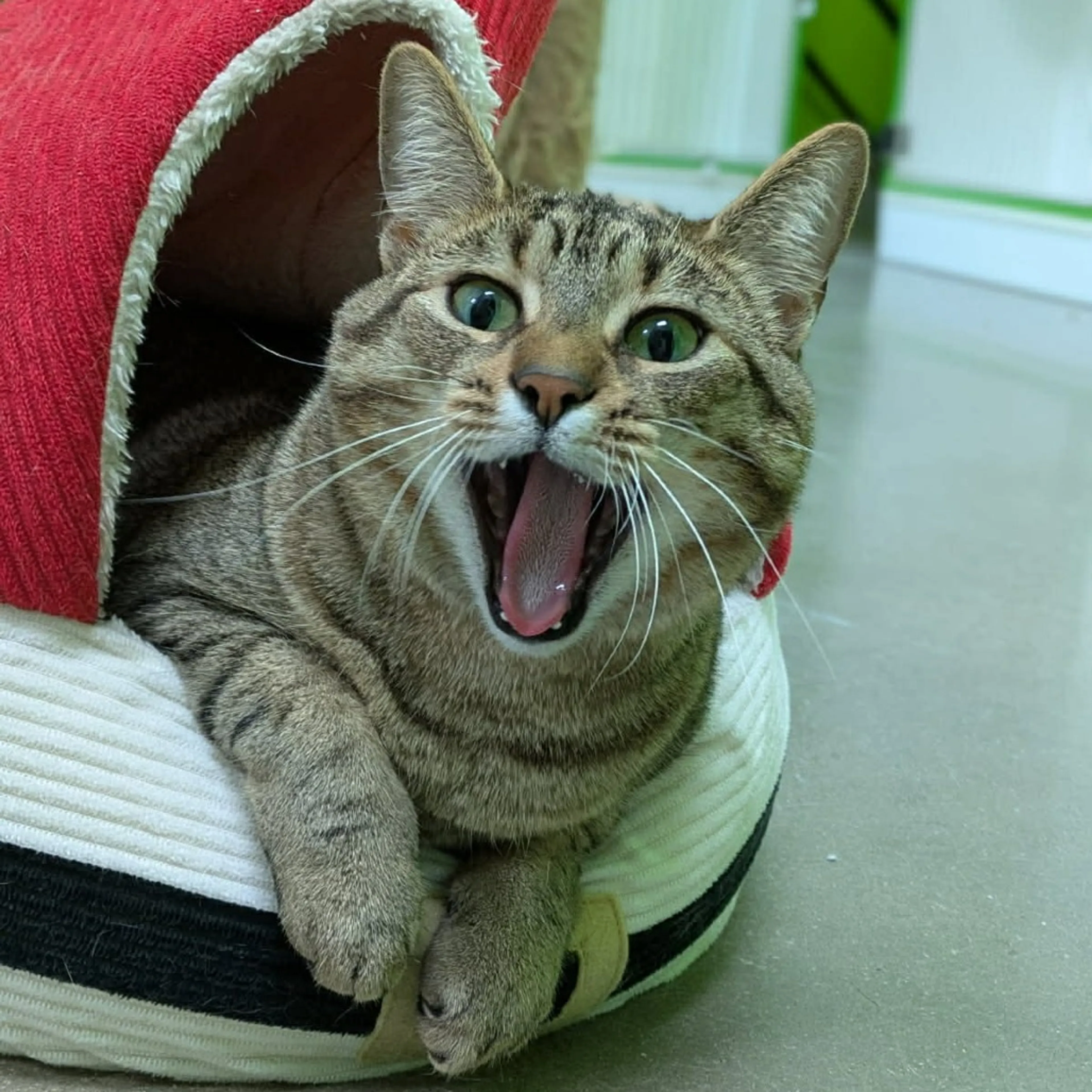 Found pet-1