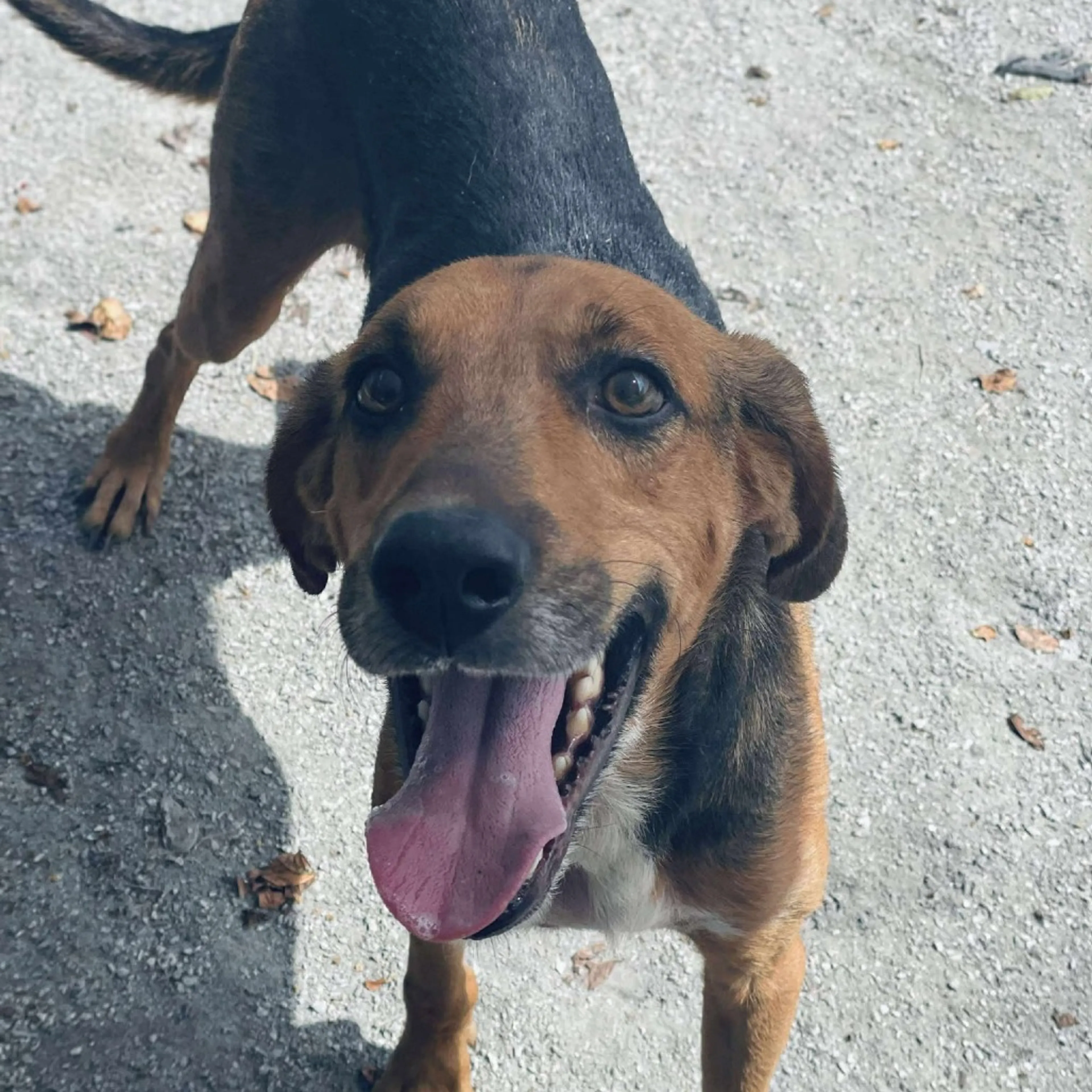 Found pet-1